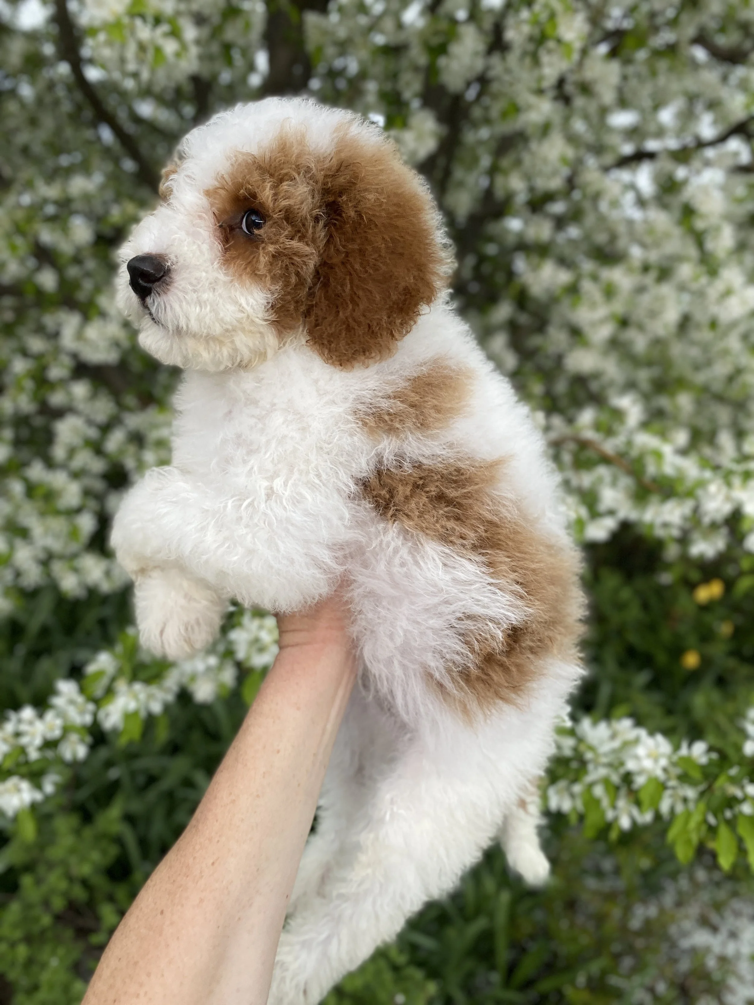 white and red parti mini bernedoodle