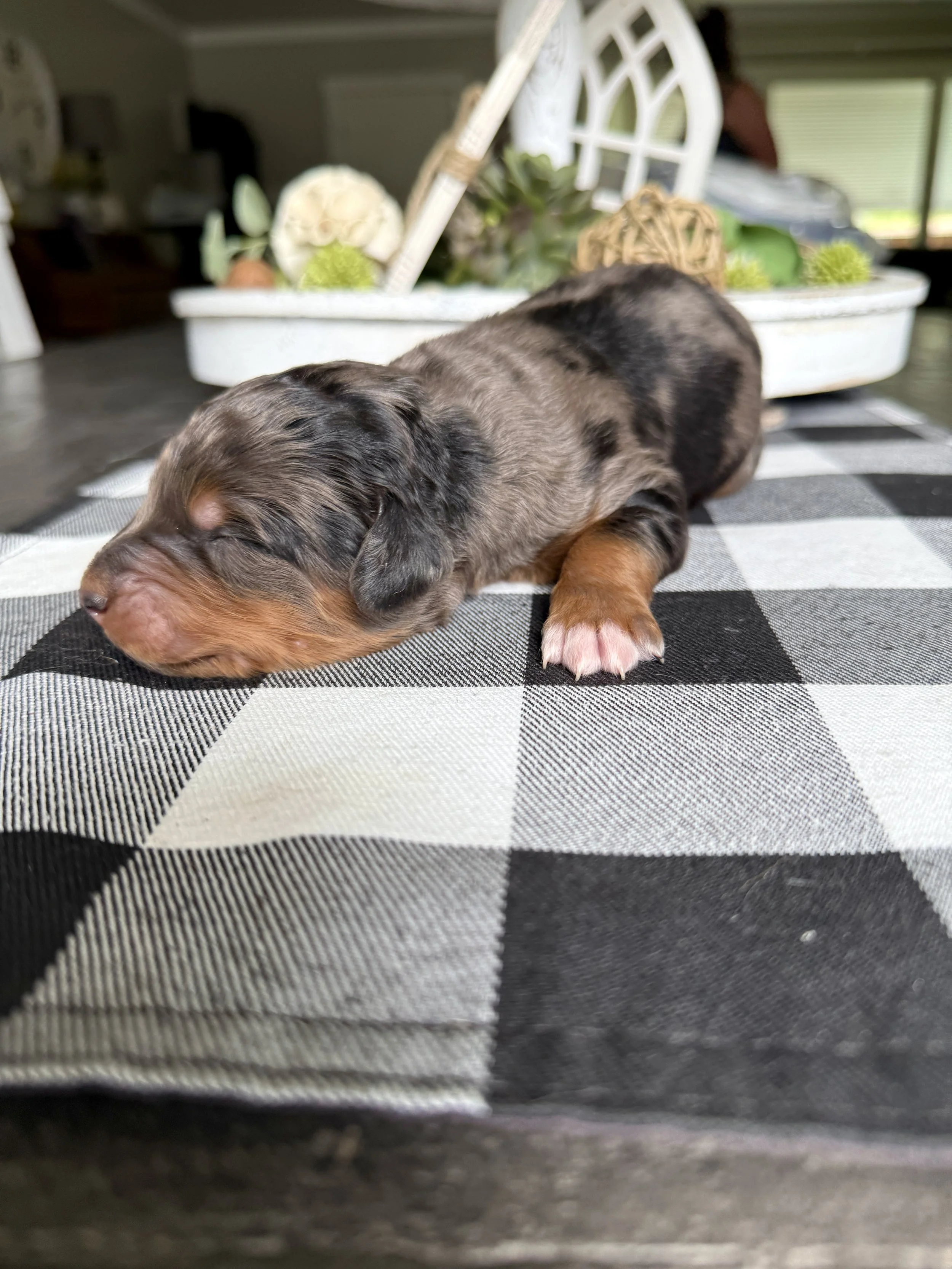mini merle phantom bernedoodle