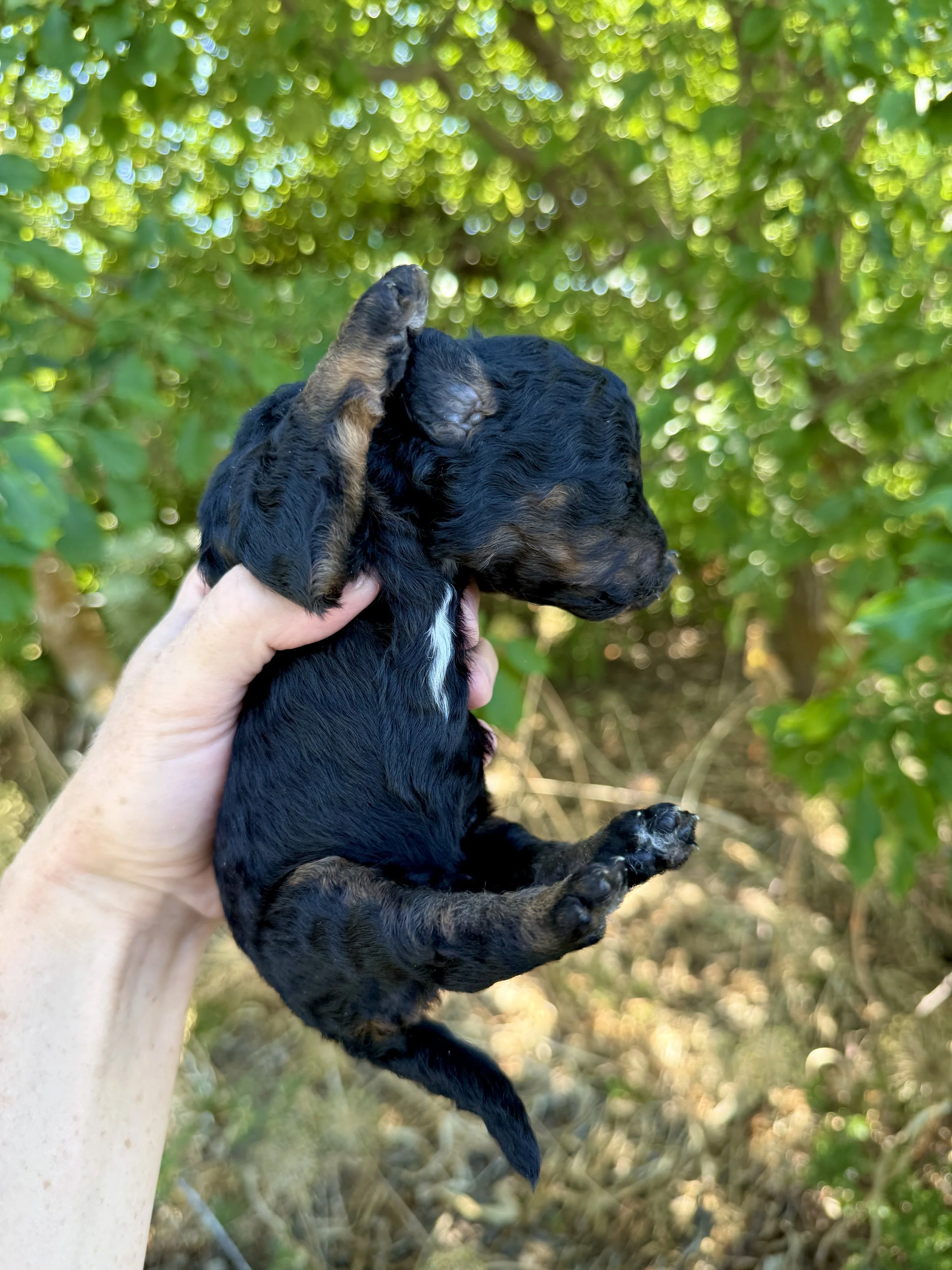 mini phantom bernedoodle