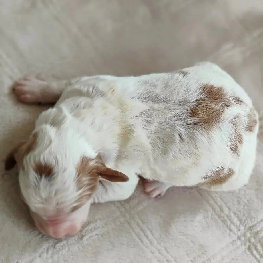 red and white brittany doodle