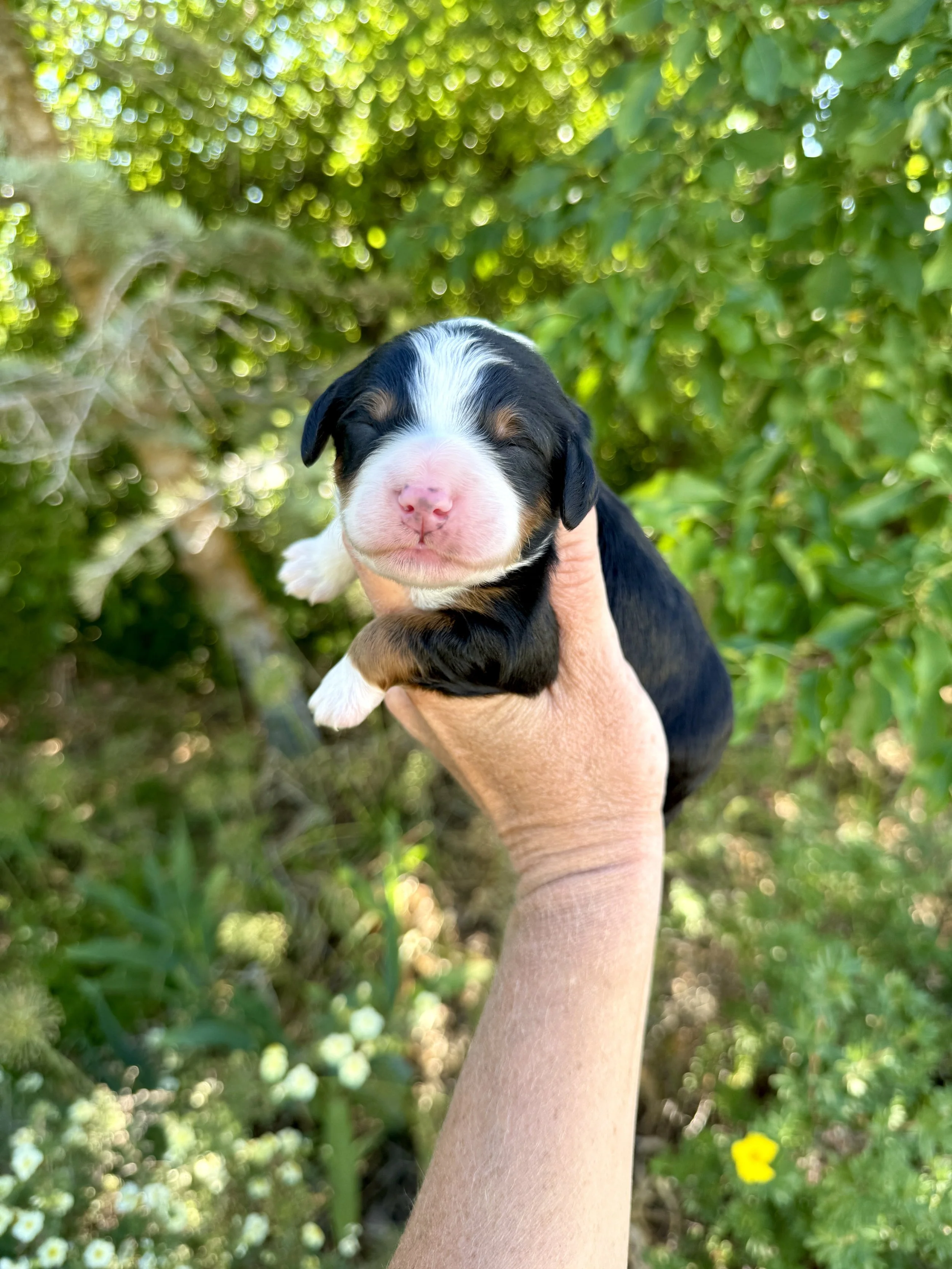 mini tri colored bernedoodle