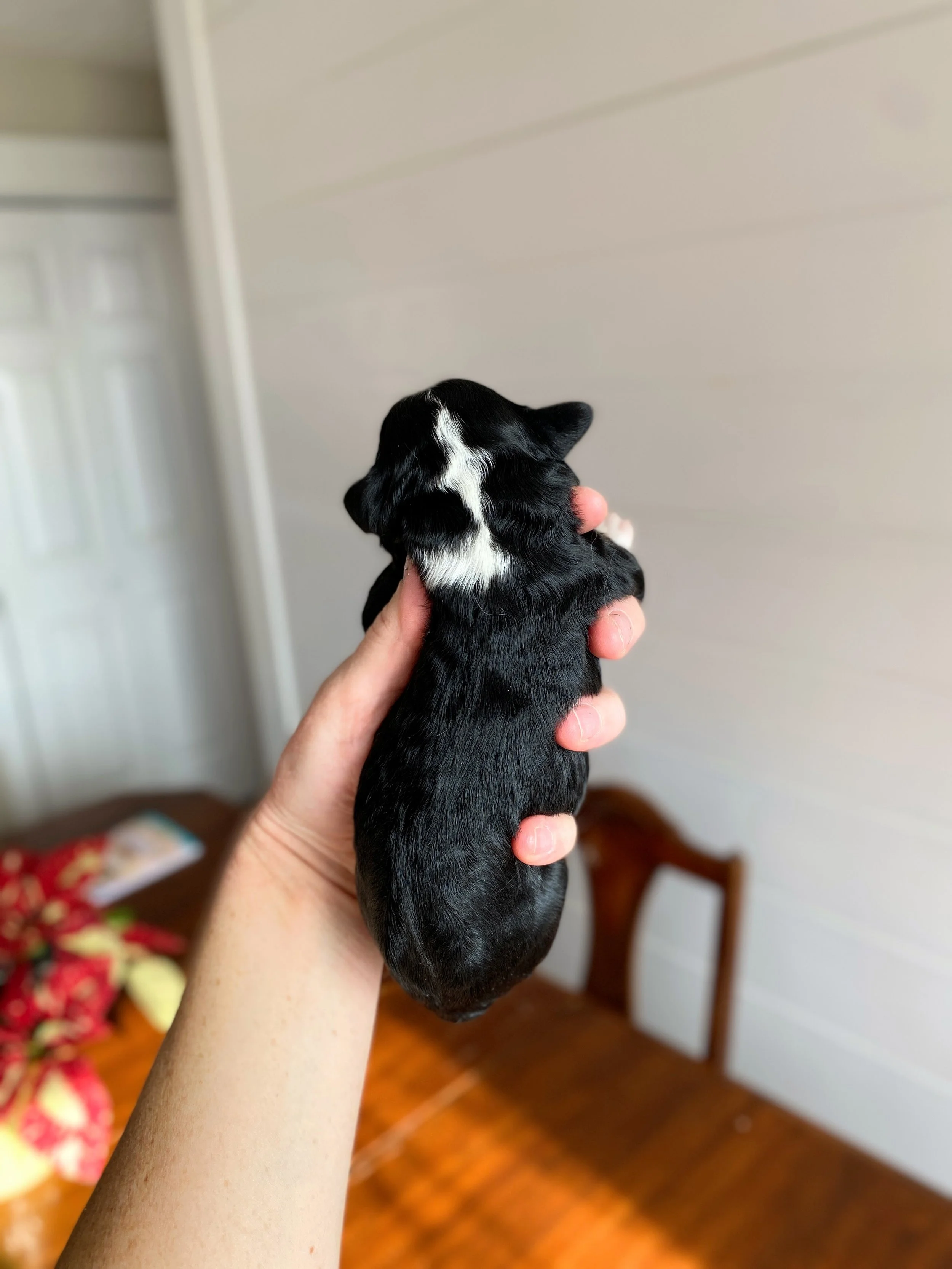 mini tri-colored bernedoodle