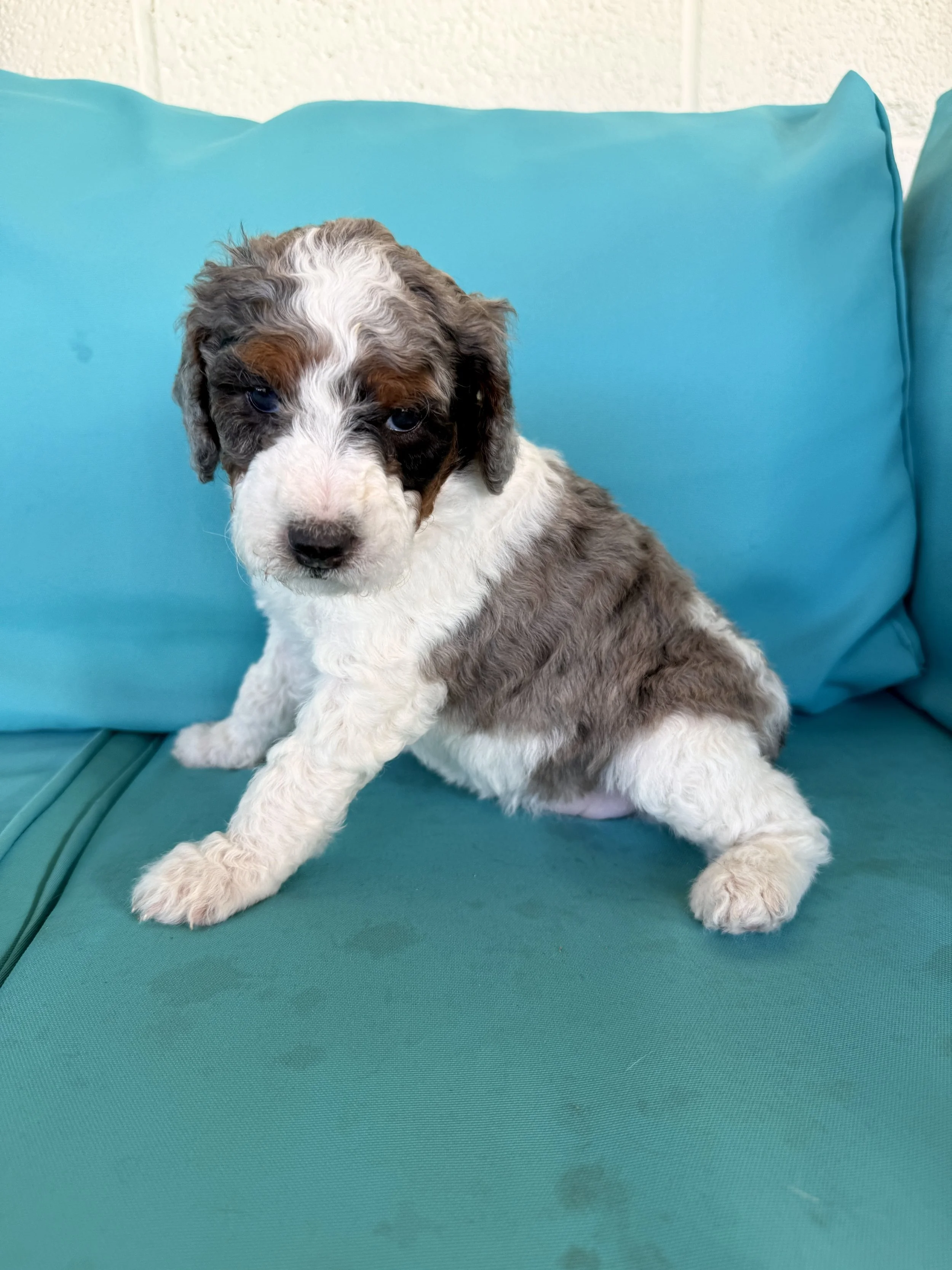 mini tri colored parti bernedoodle