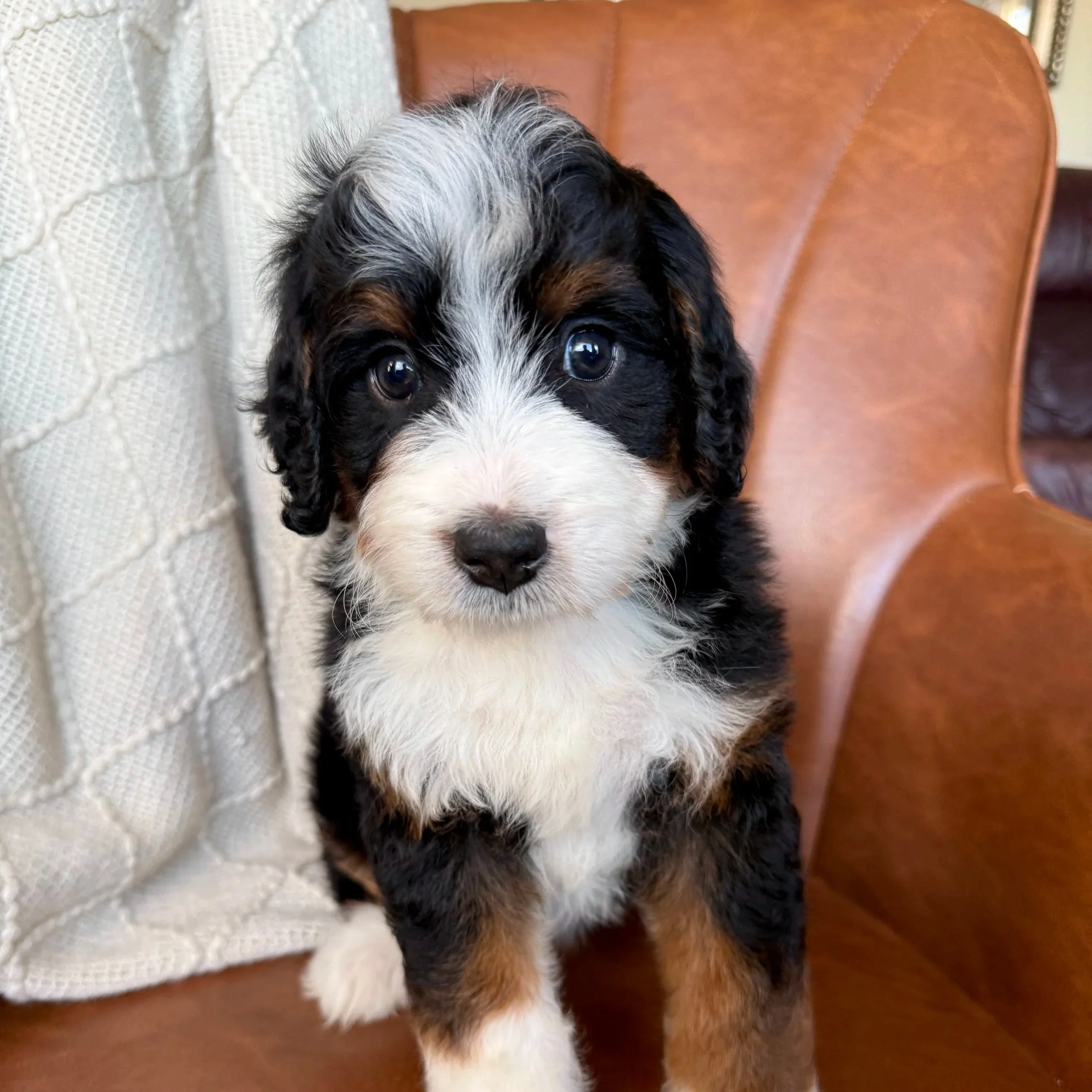 mini tri colored bernedoodle