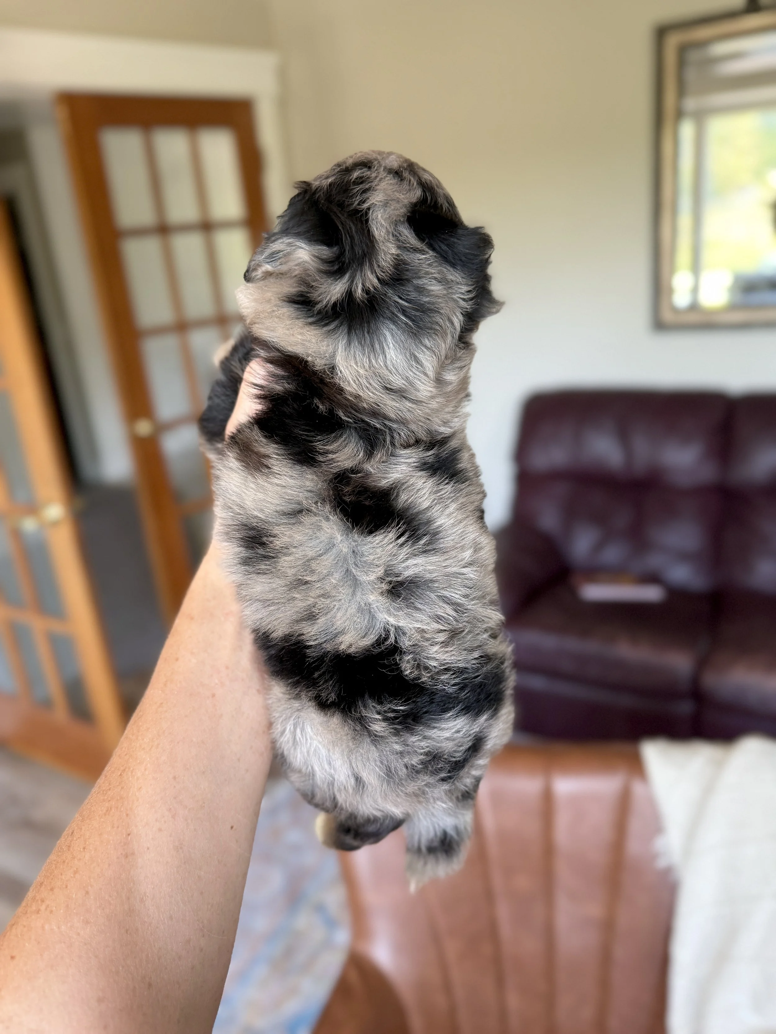 merle tri colored mini bernedoodle