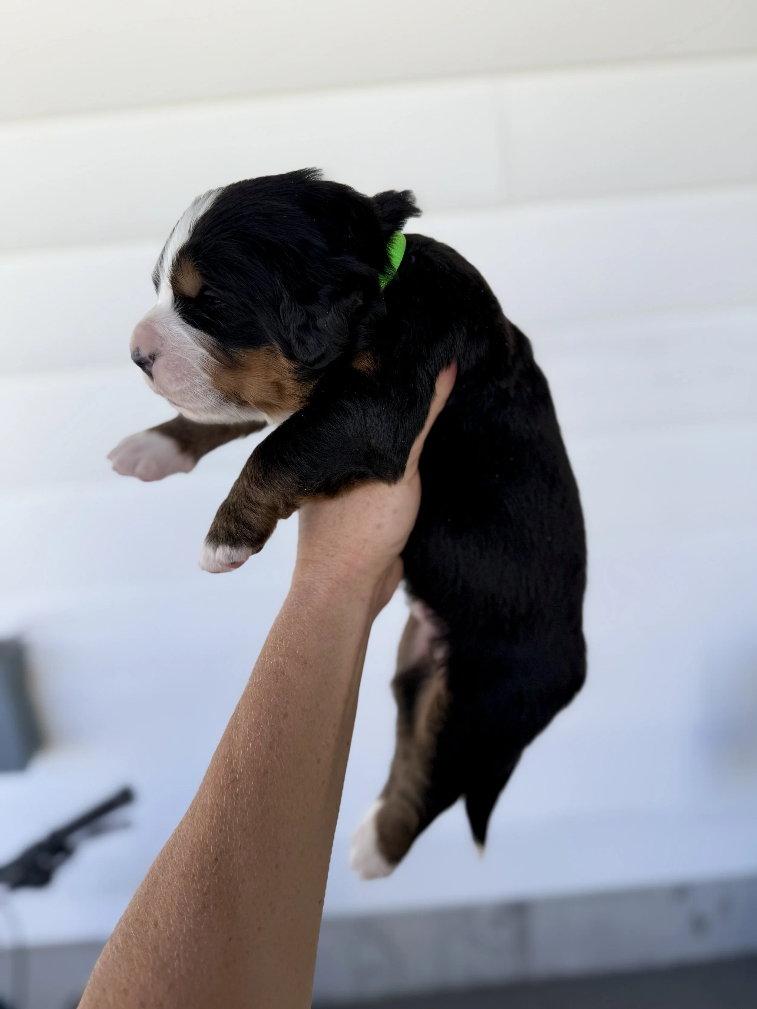 bernese mountain dog puppy