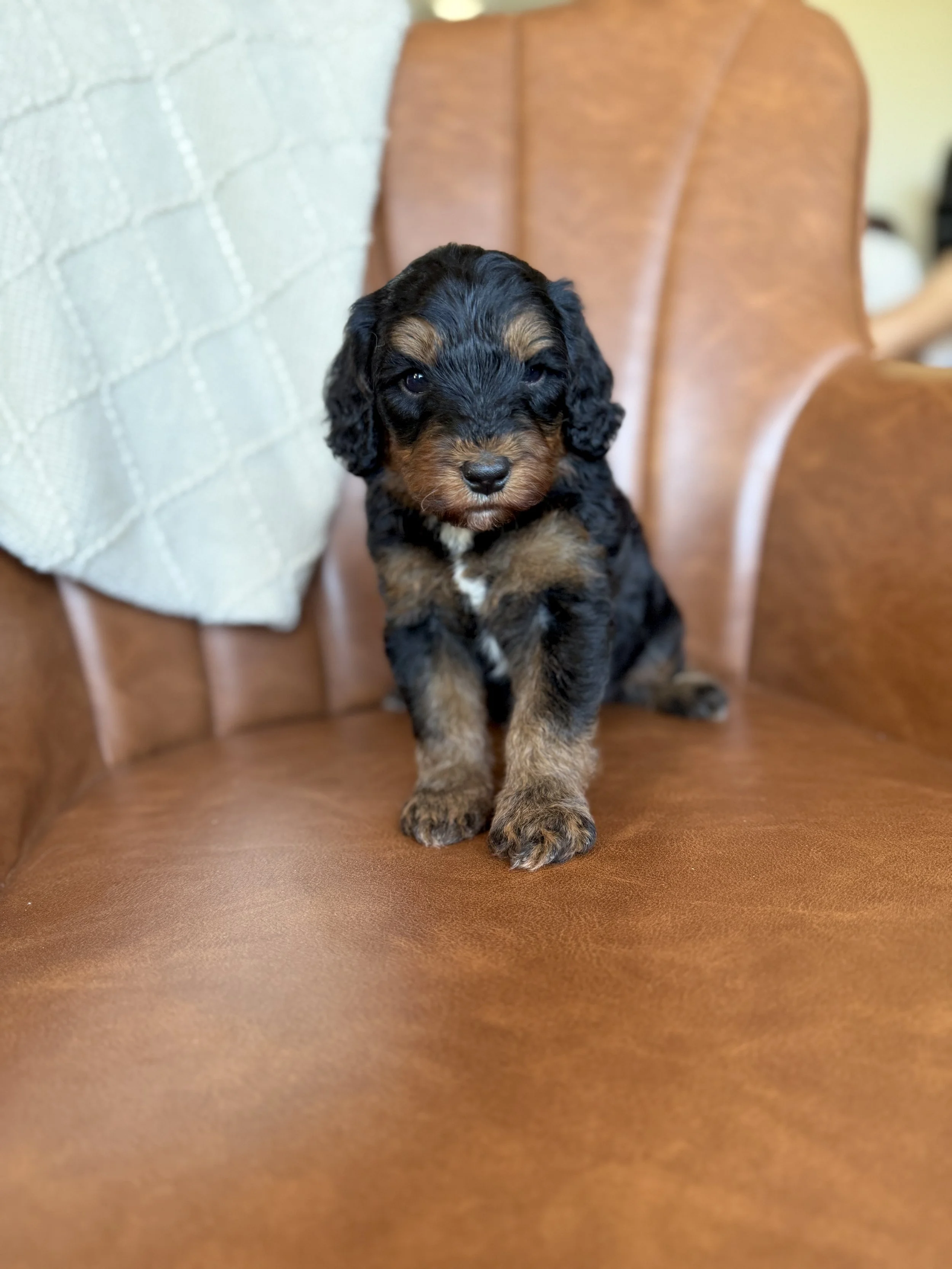 mini micro black phantom bernedoodle