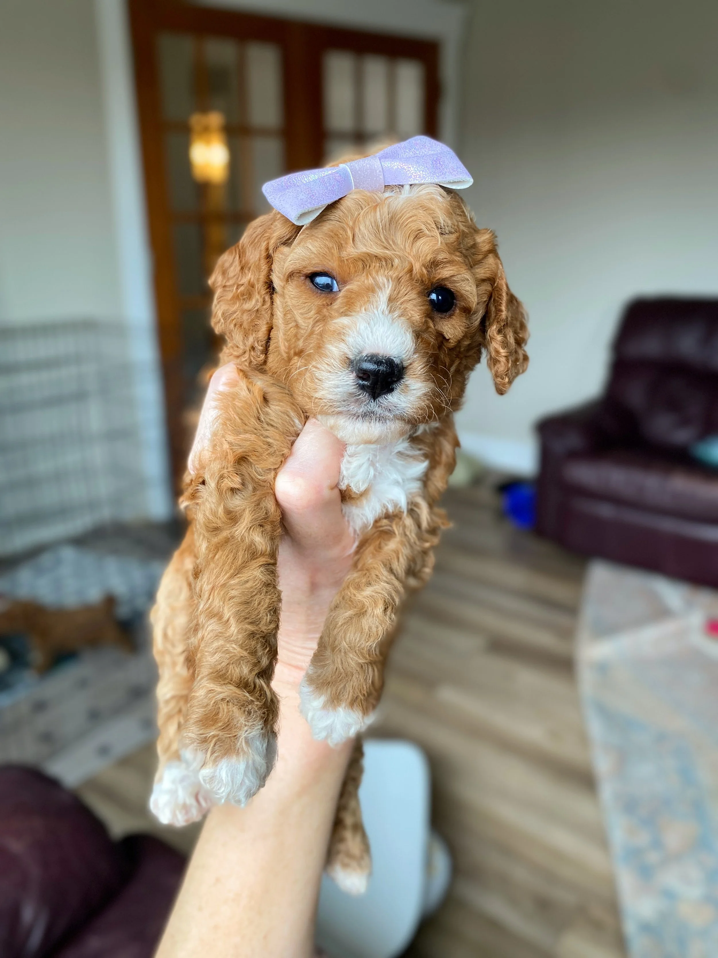 red and white abstract mini bernedoodle
