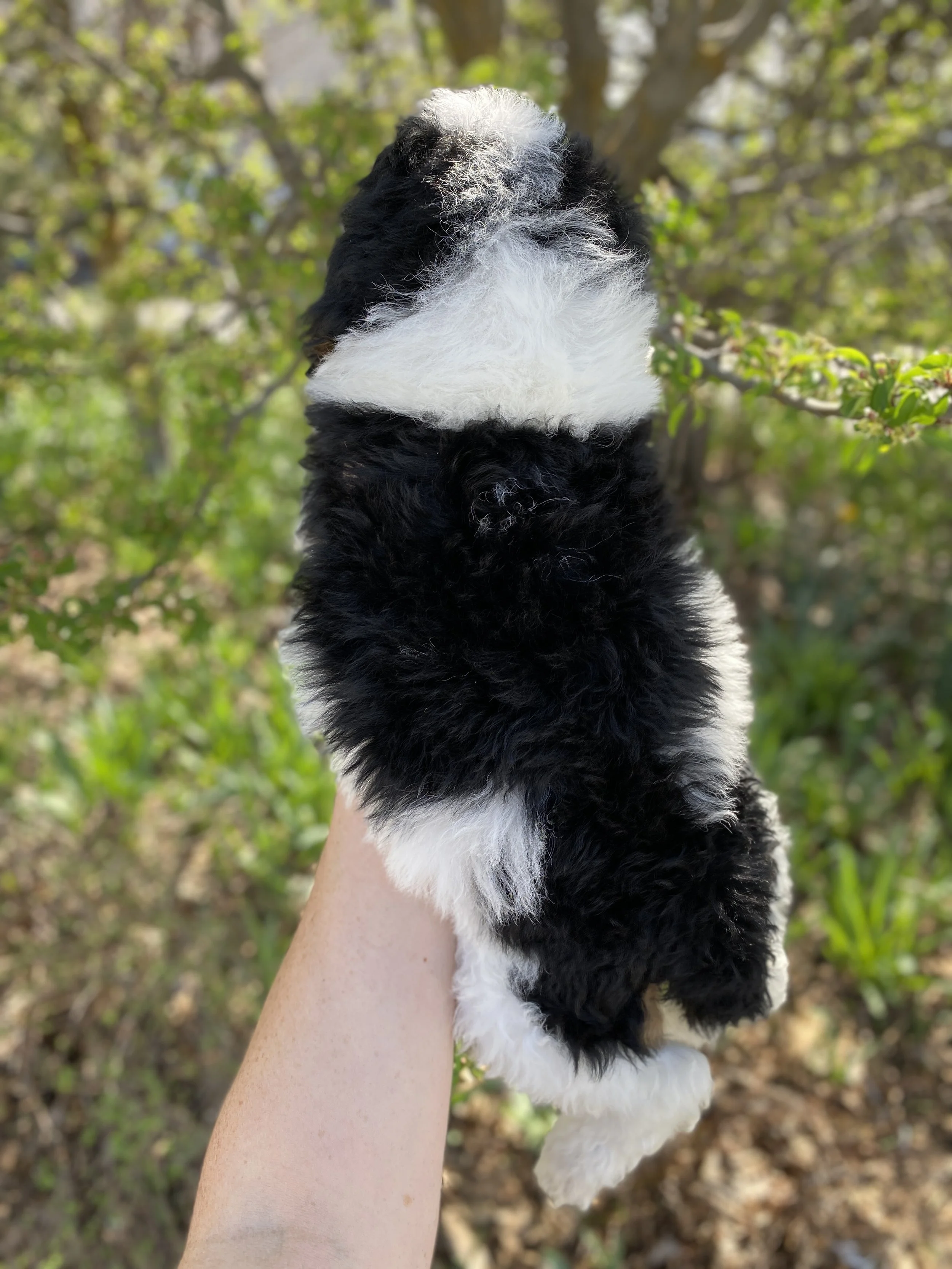 tri colored parti mini bernedoodle