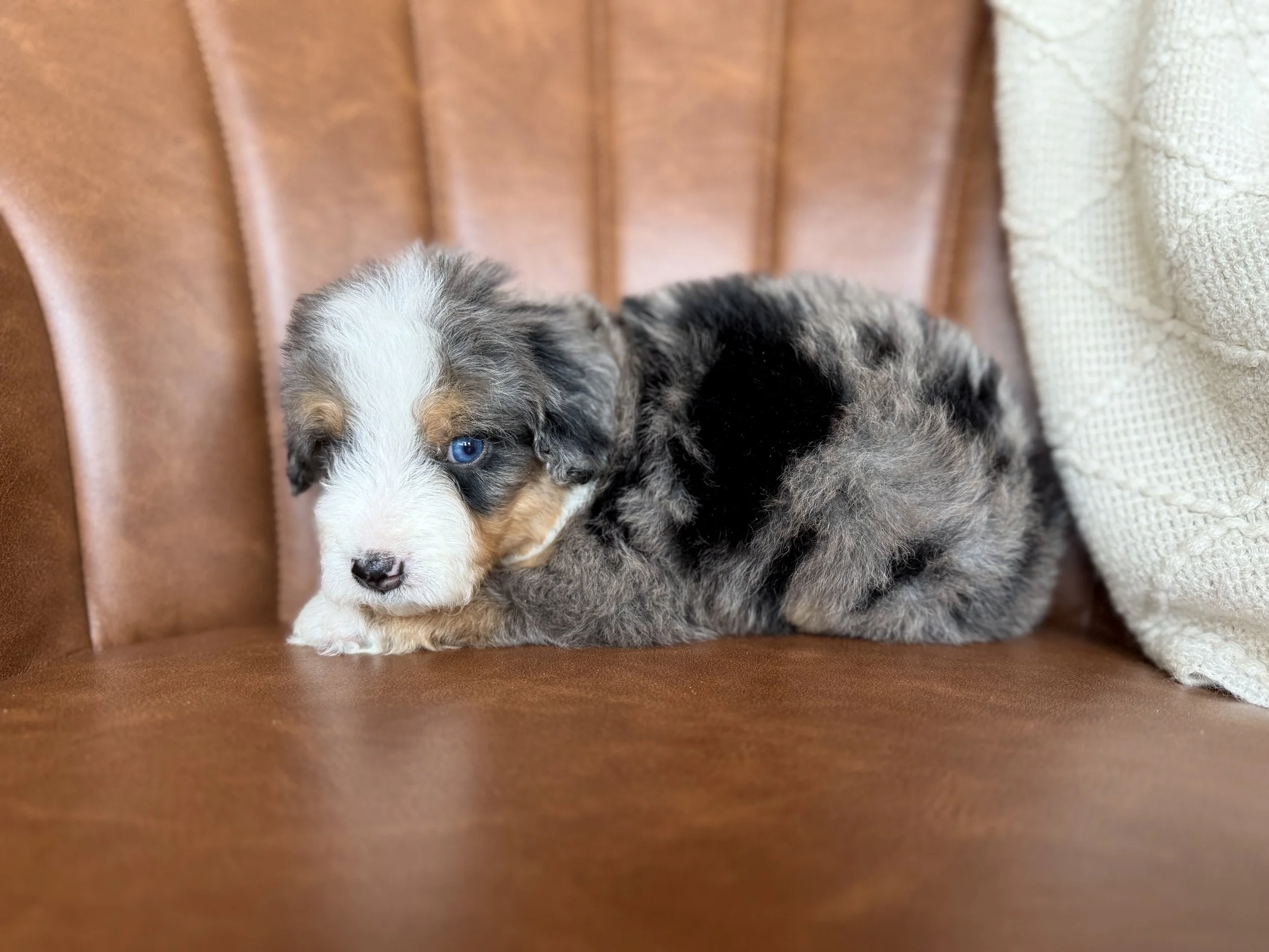 merle tri colored bernedoodle