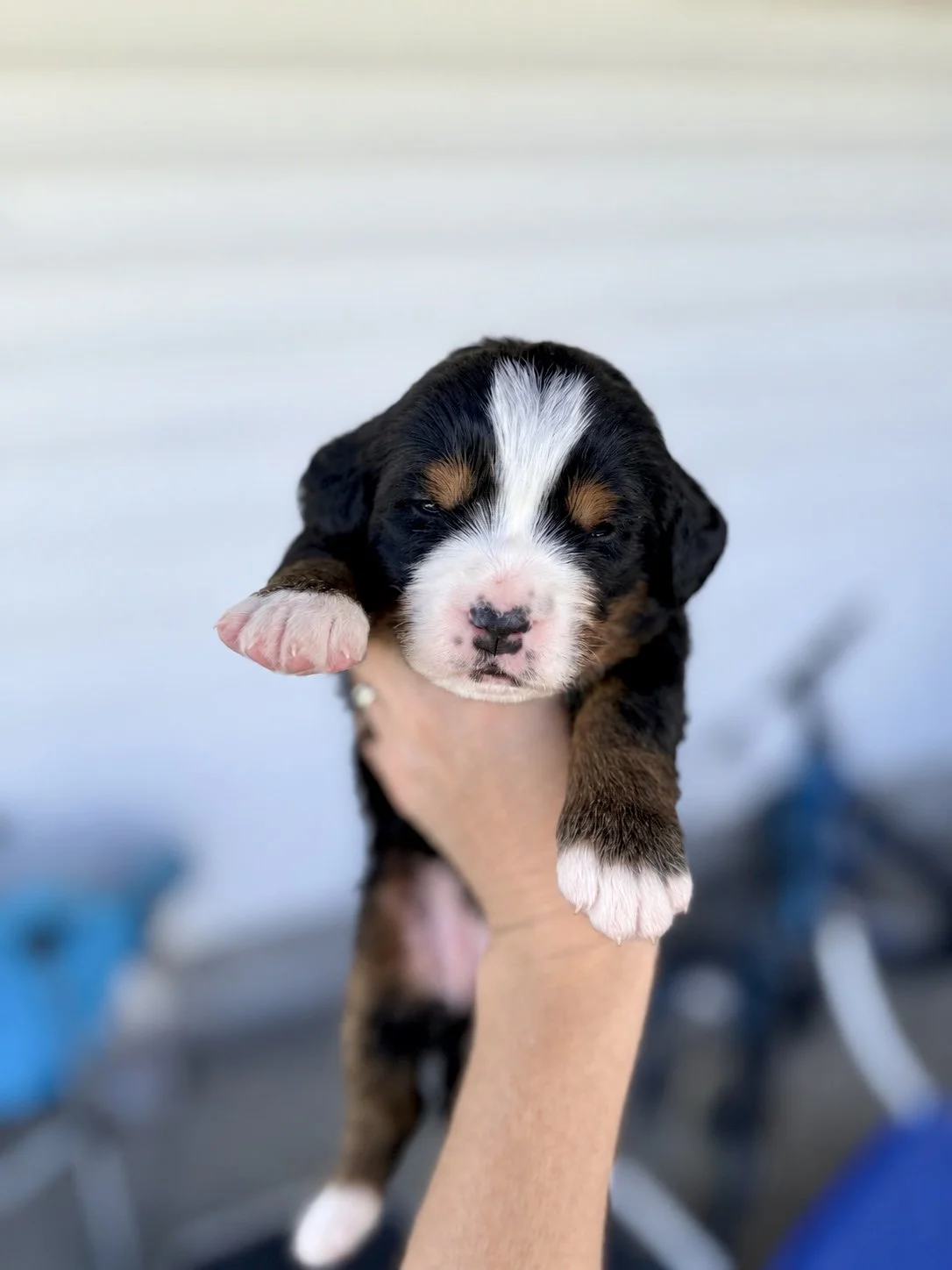 bernese mountain dog