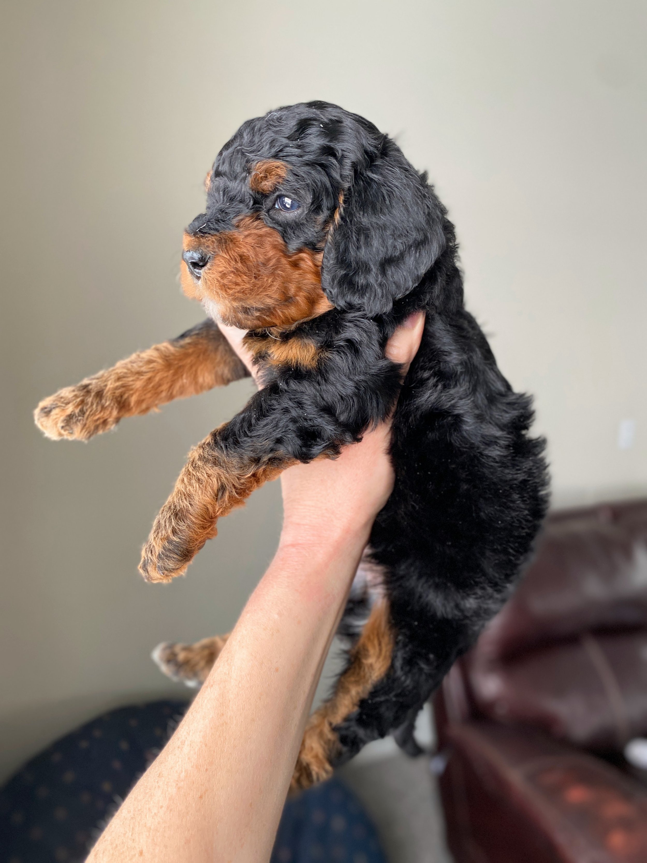 mini phantom bernedoodle