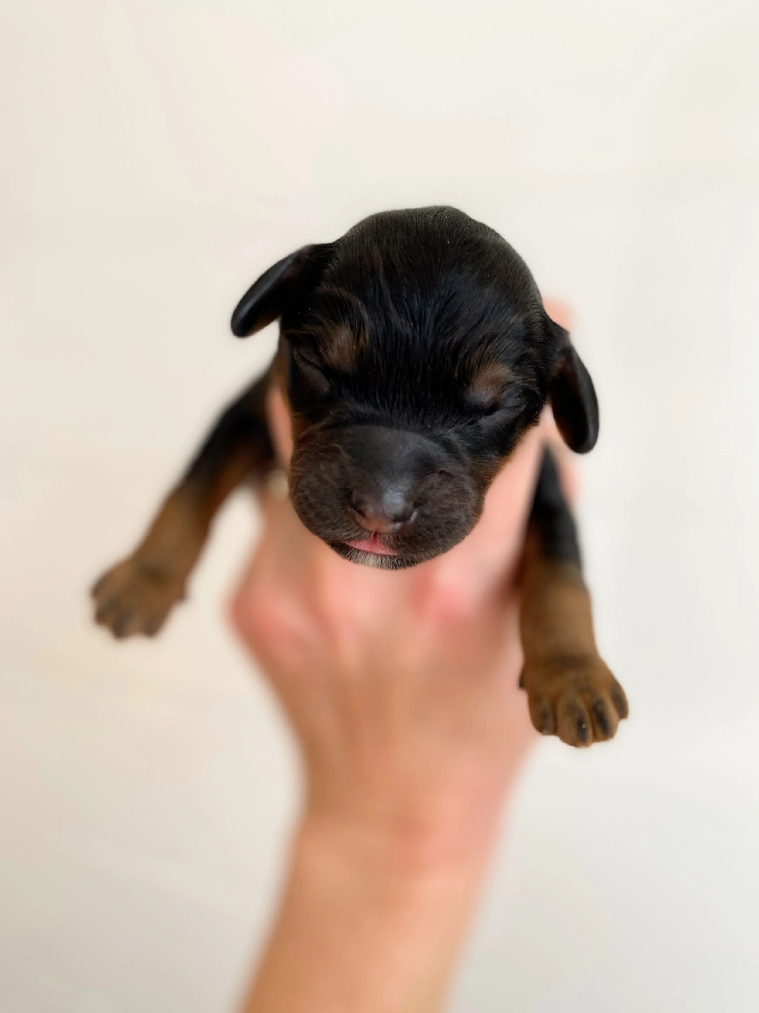 mini phantom bernedoodle