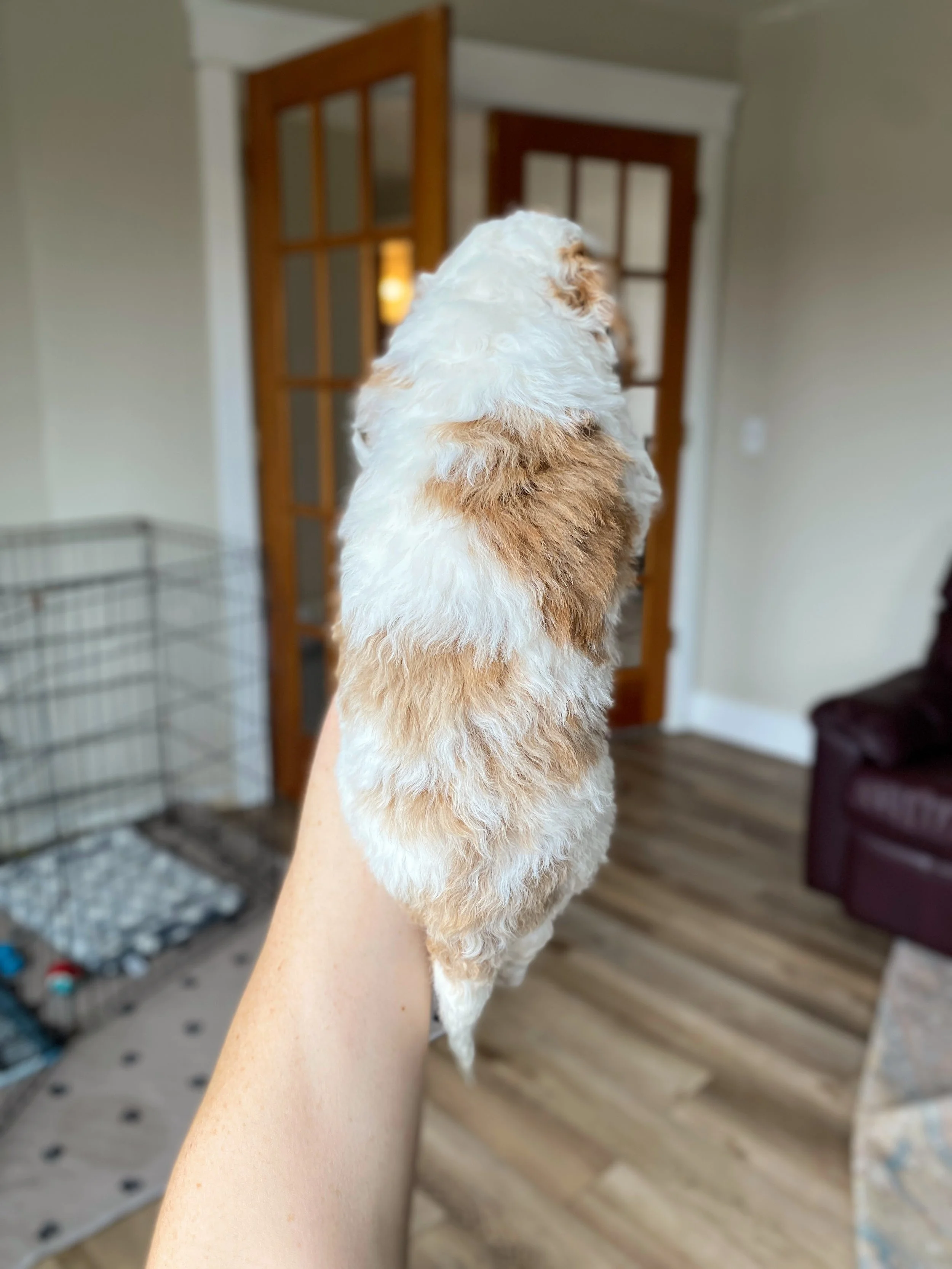 white and red parti mini bernedoodle