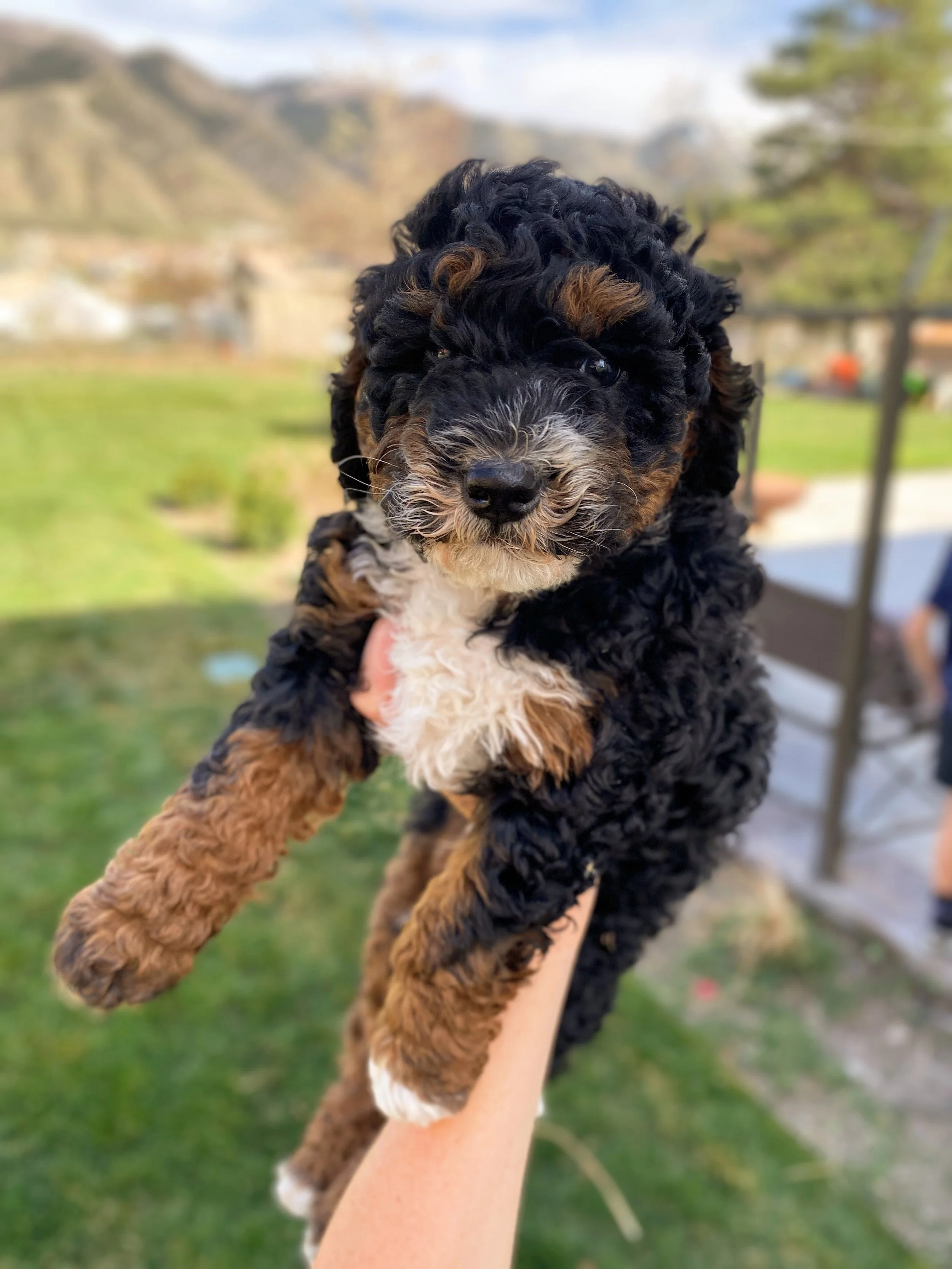 mini tri colored bernedoodle