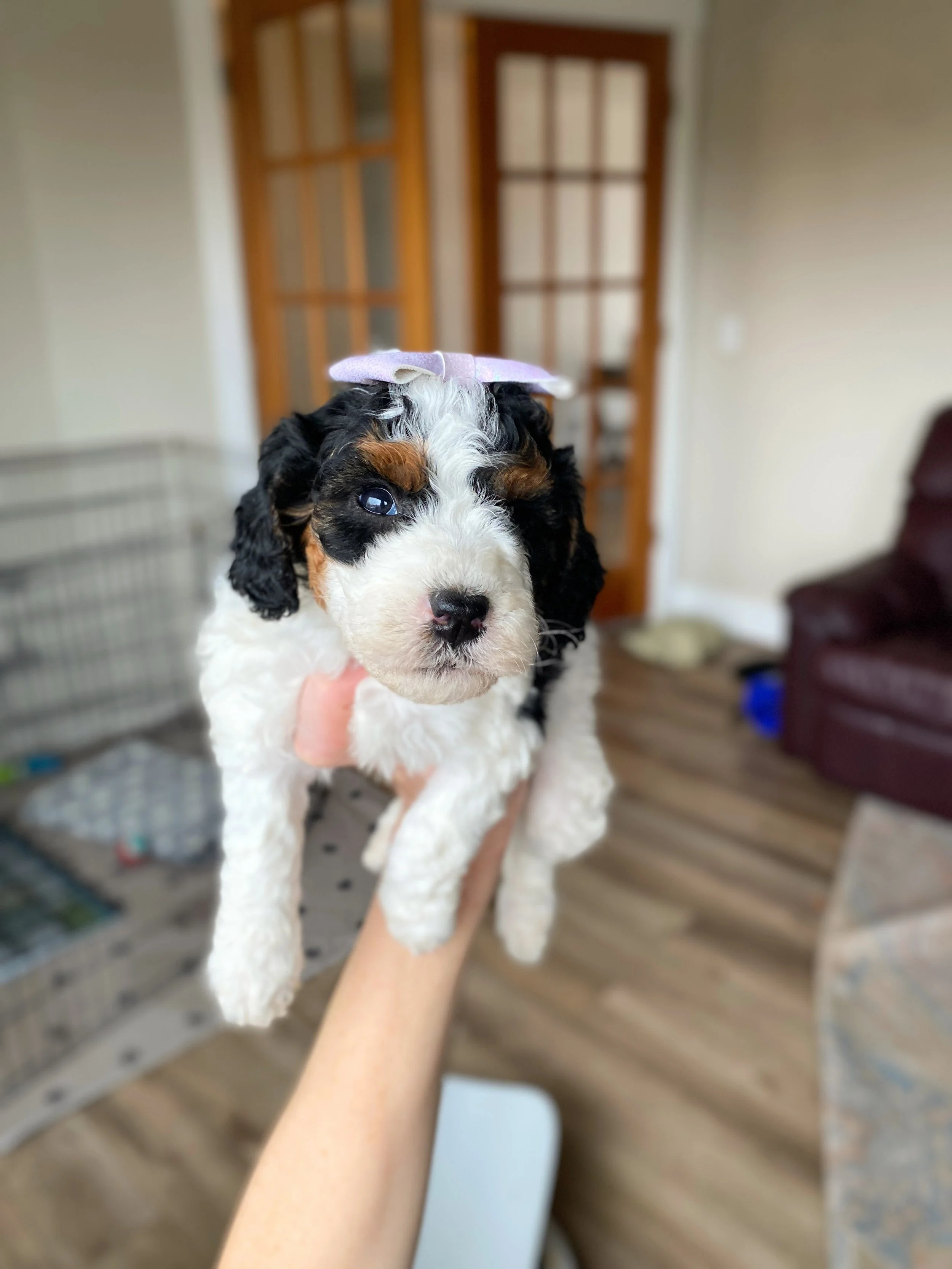 black and white parti mini bernedoodle