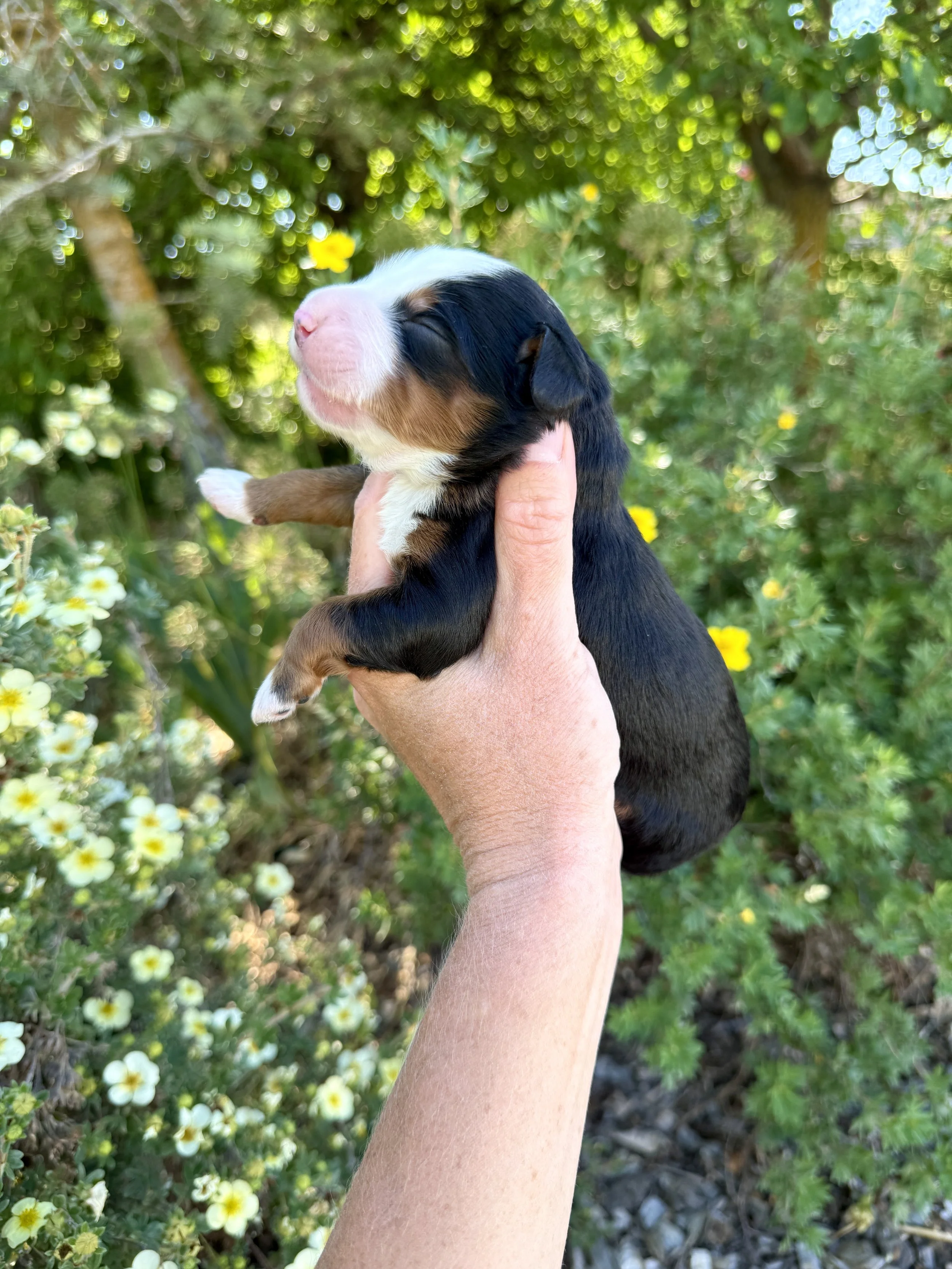 mini tri colored bernedoodle
