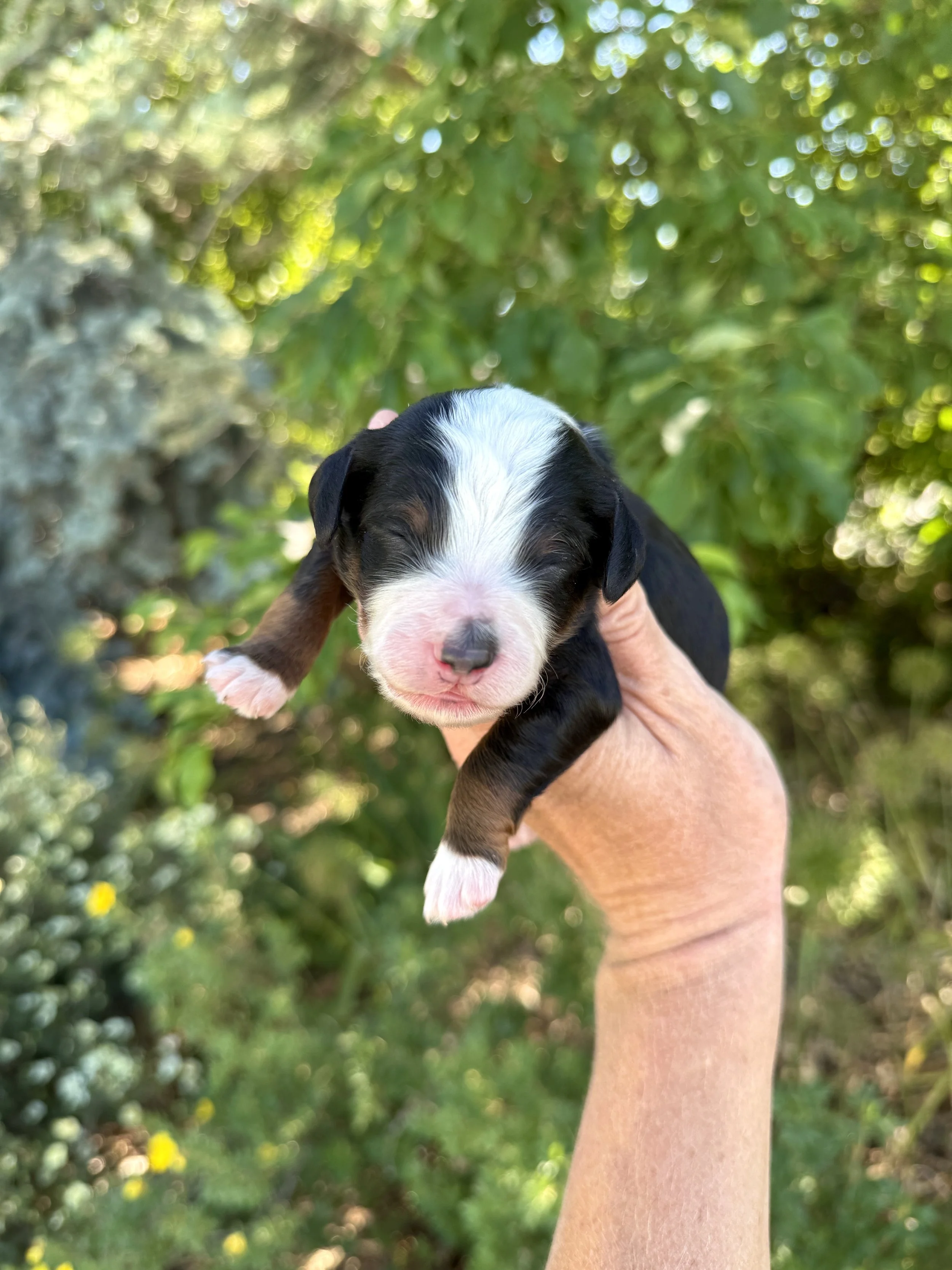 mini tri colored bernedoodle