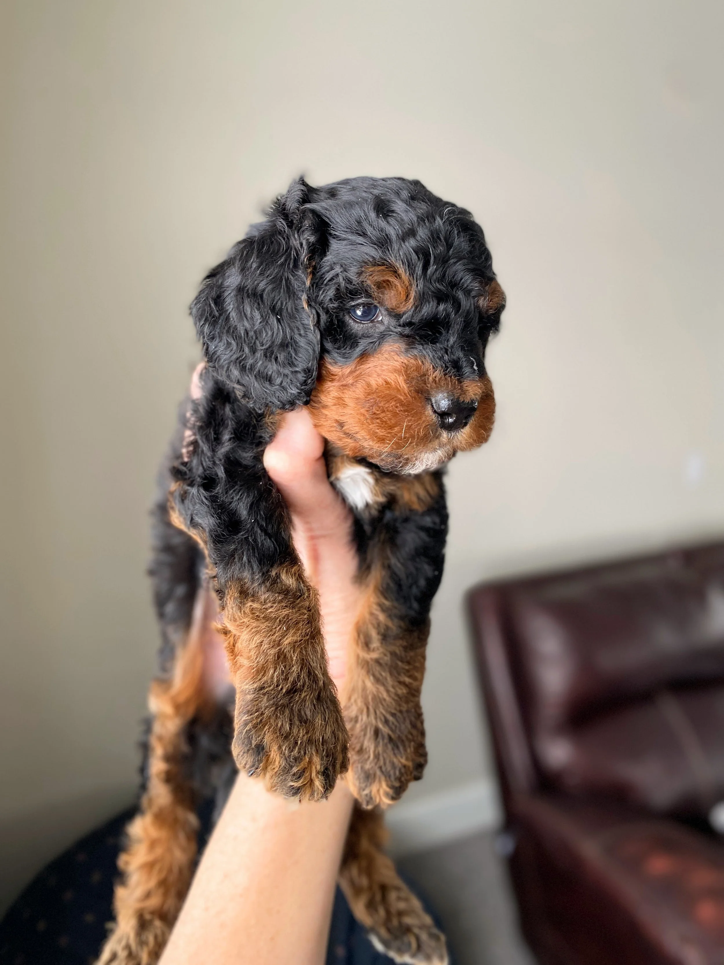 mini phantom bernedoodle