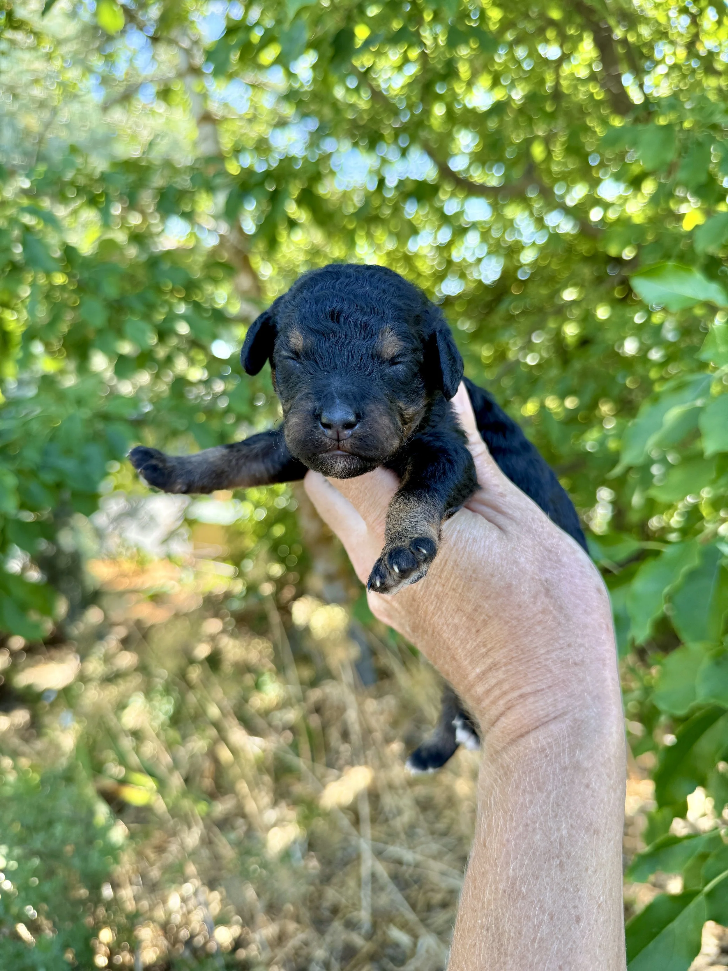 black phantom mini bernedoodle