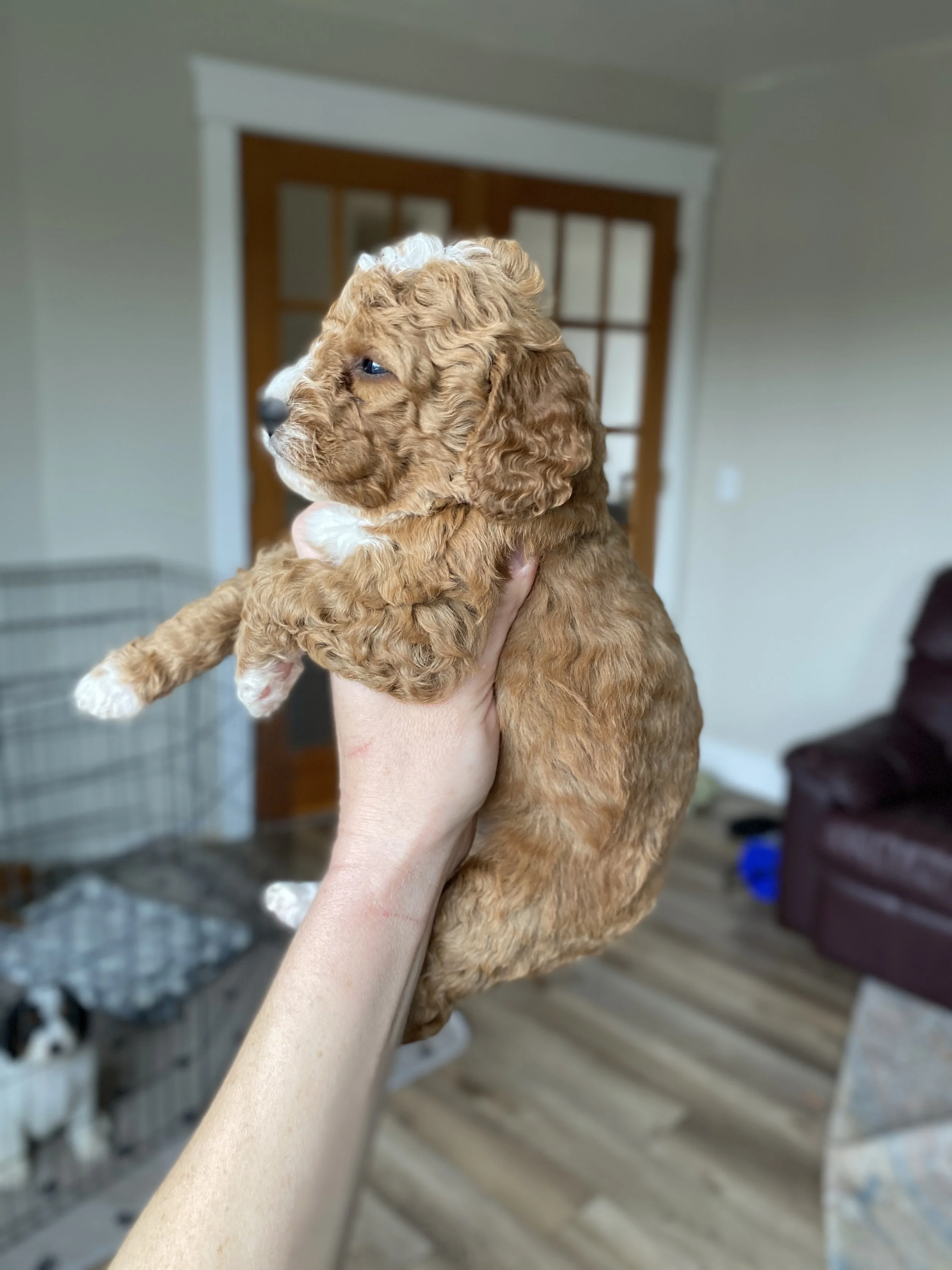 red and white abstract mini bernedoodle