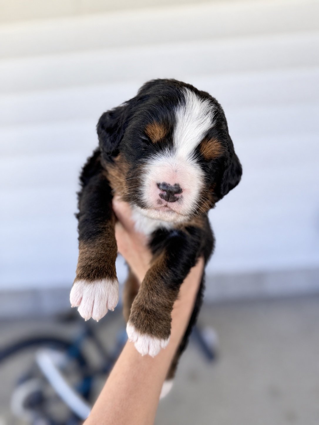 bernese mountain dog
