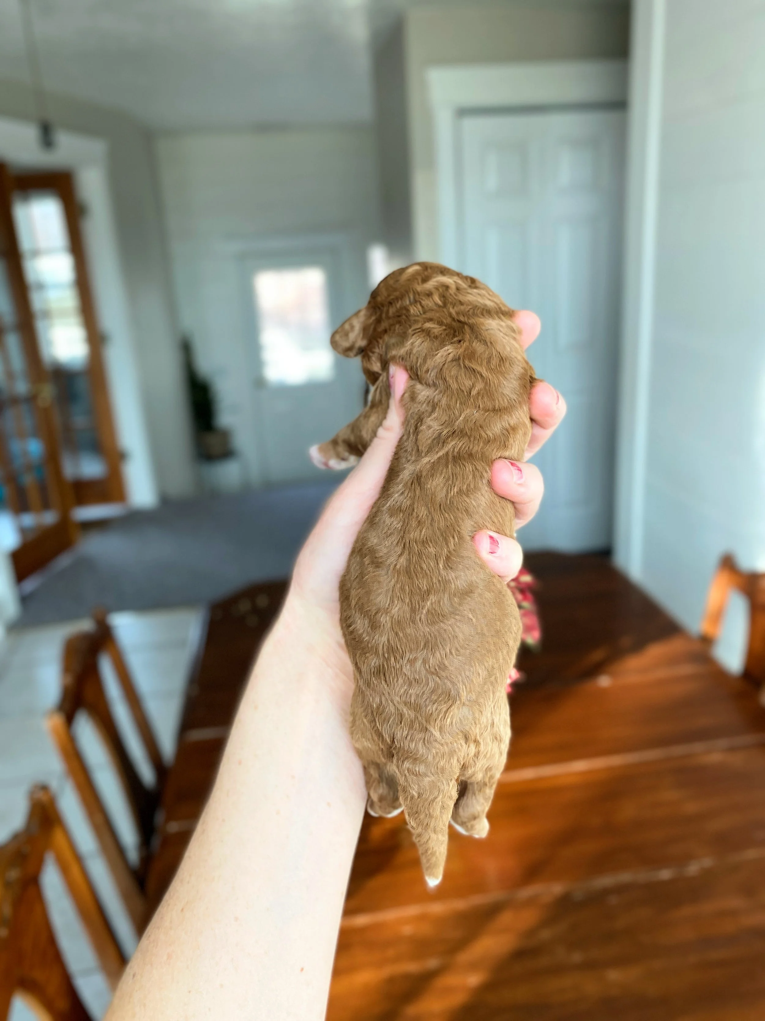 red and white abstract mini bernedoodle