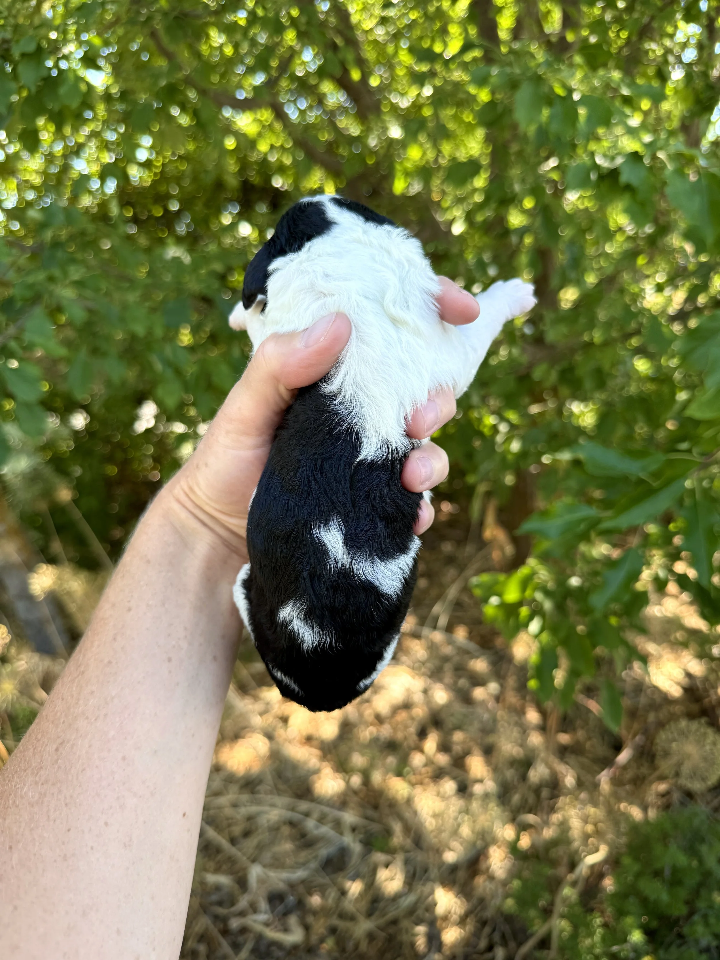 mini tri colored parti bernedoodle
