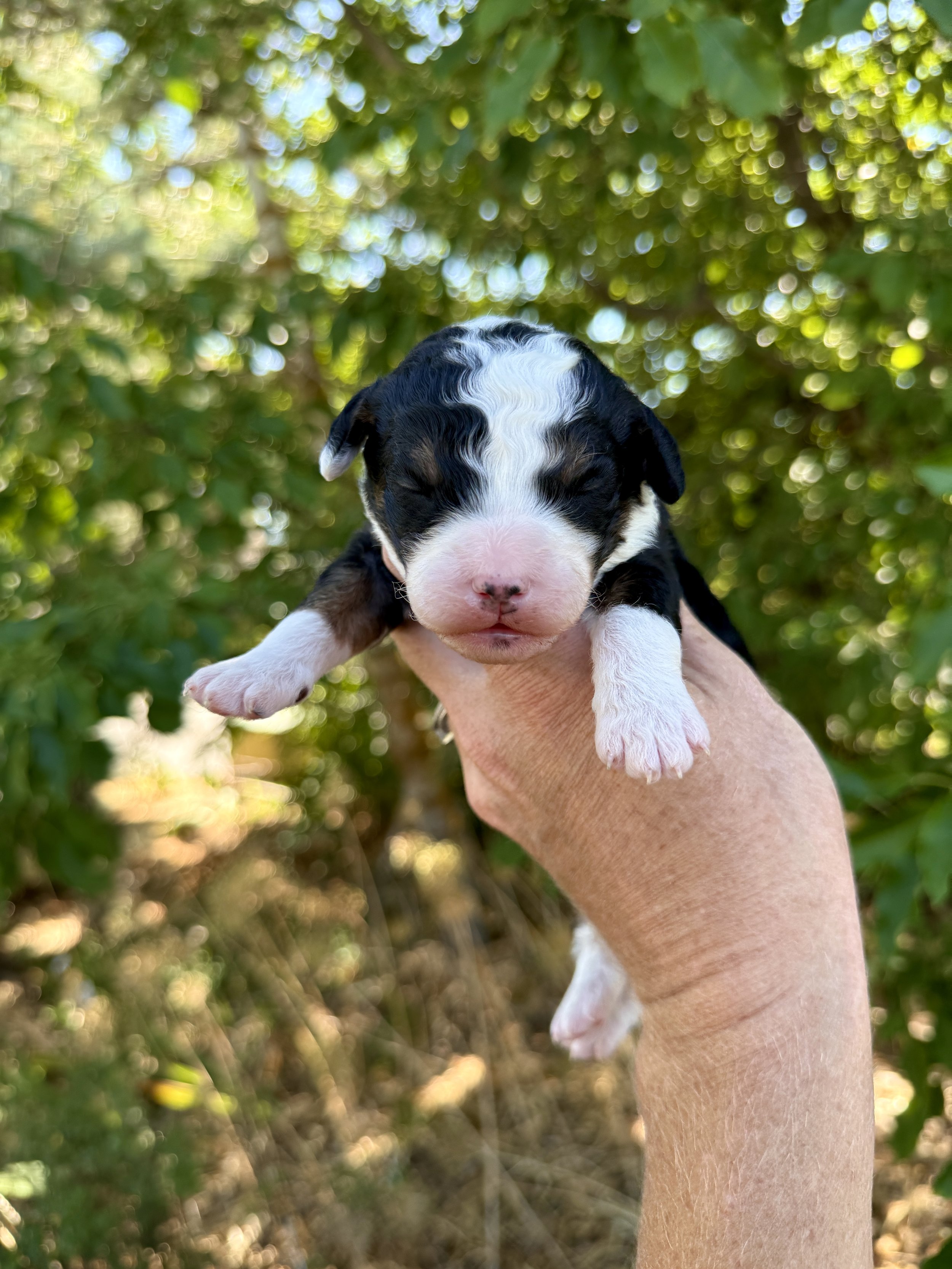 mini tri colored bernedoodle