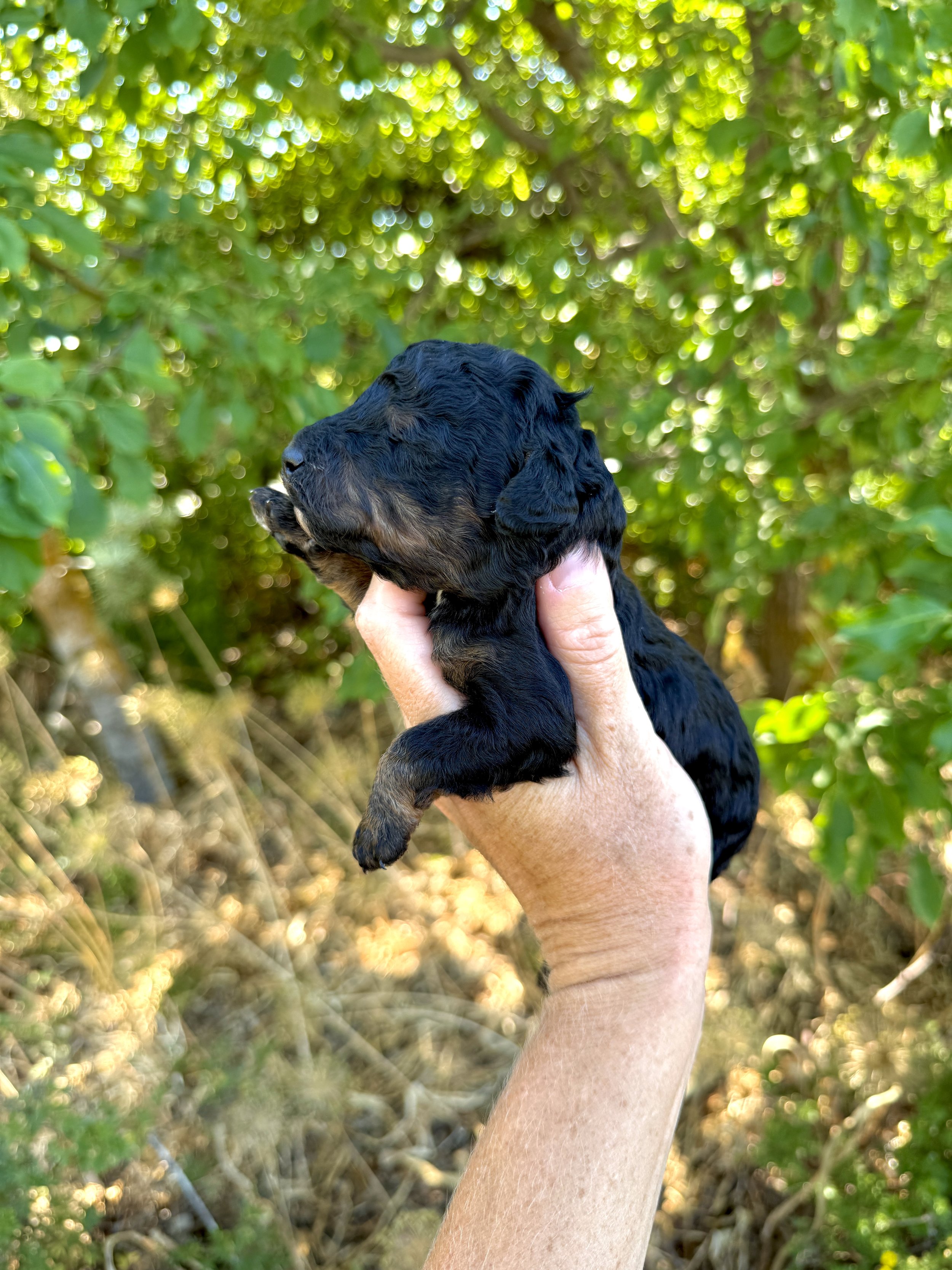 mini phantom bernedoodle