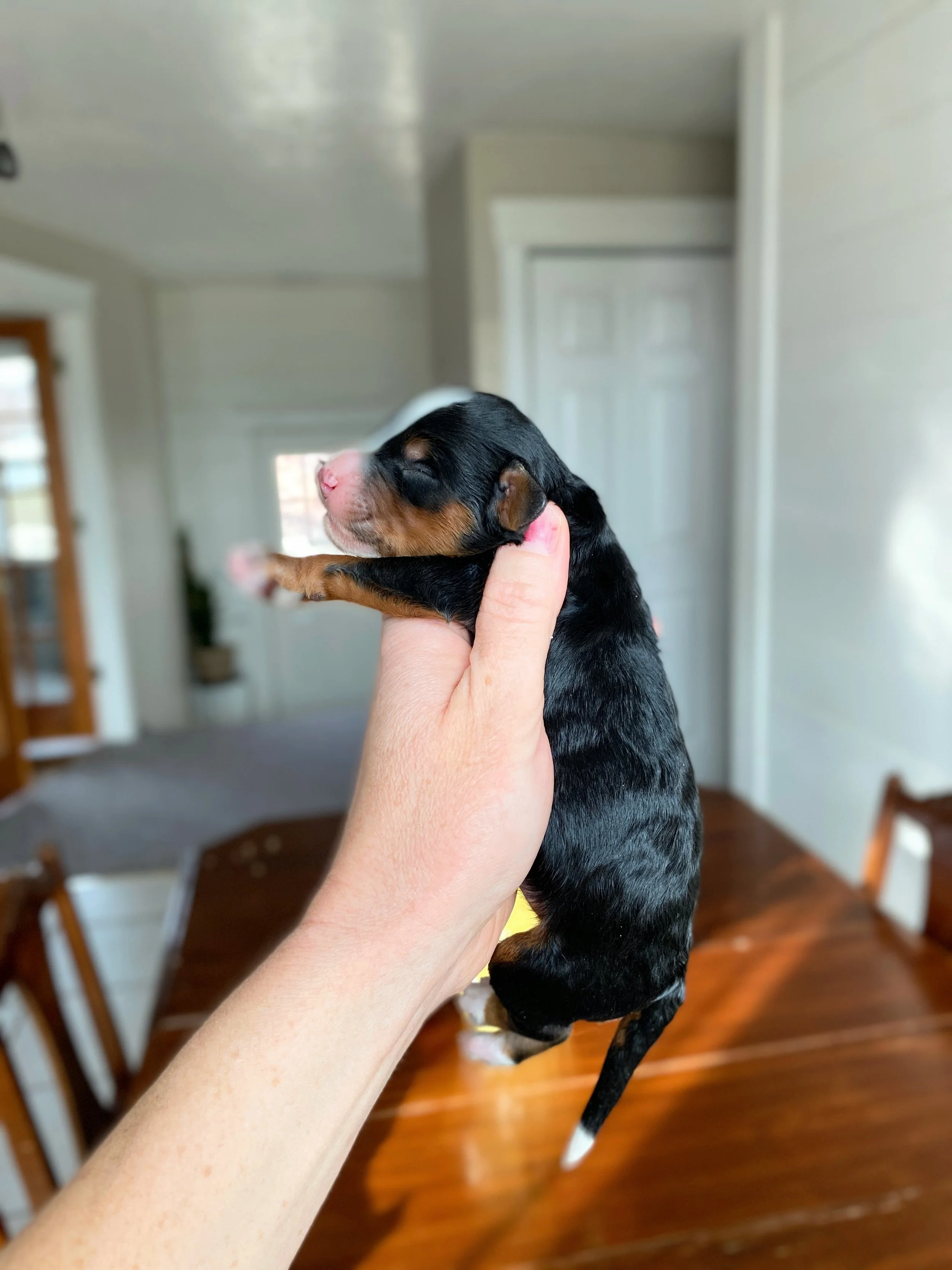 mini tri colored bernedoodle