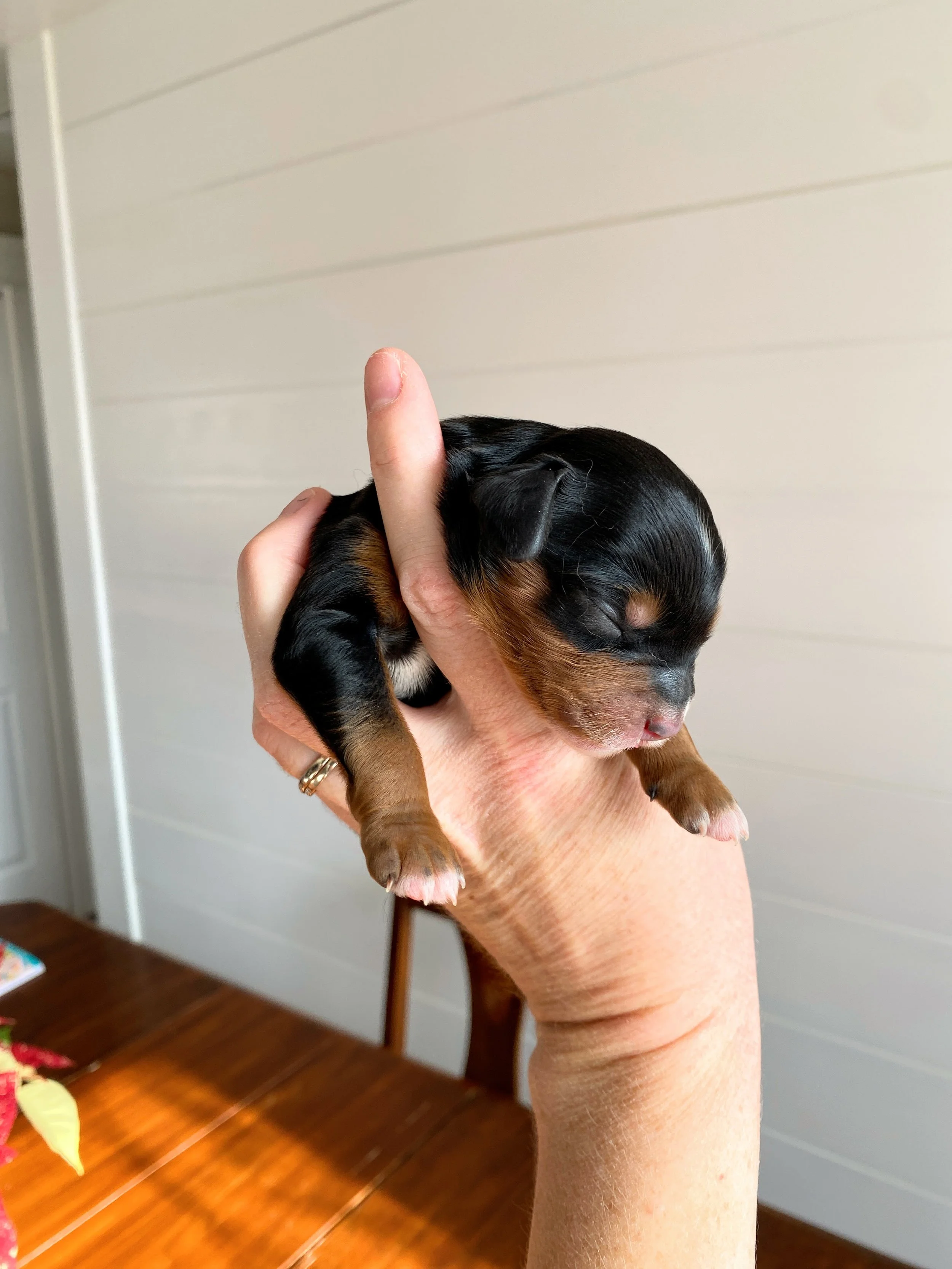 mini phantom bernedoodle