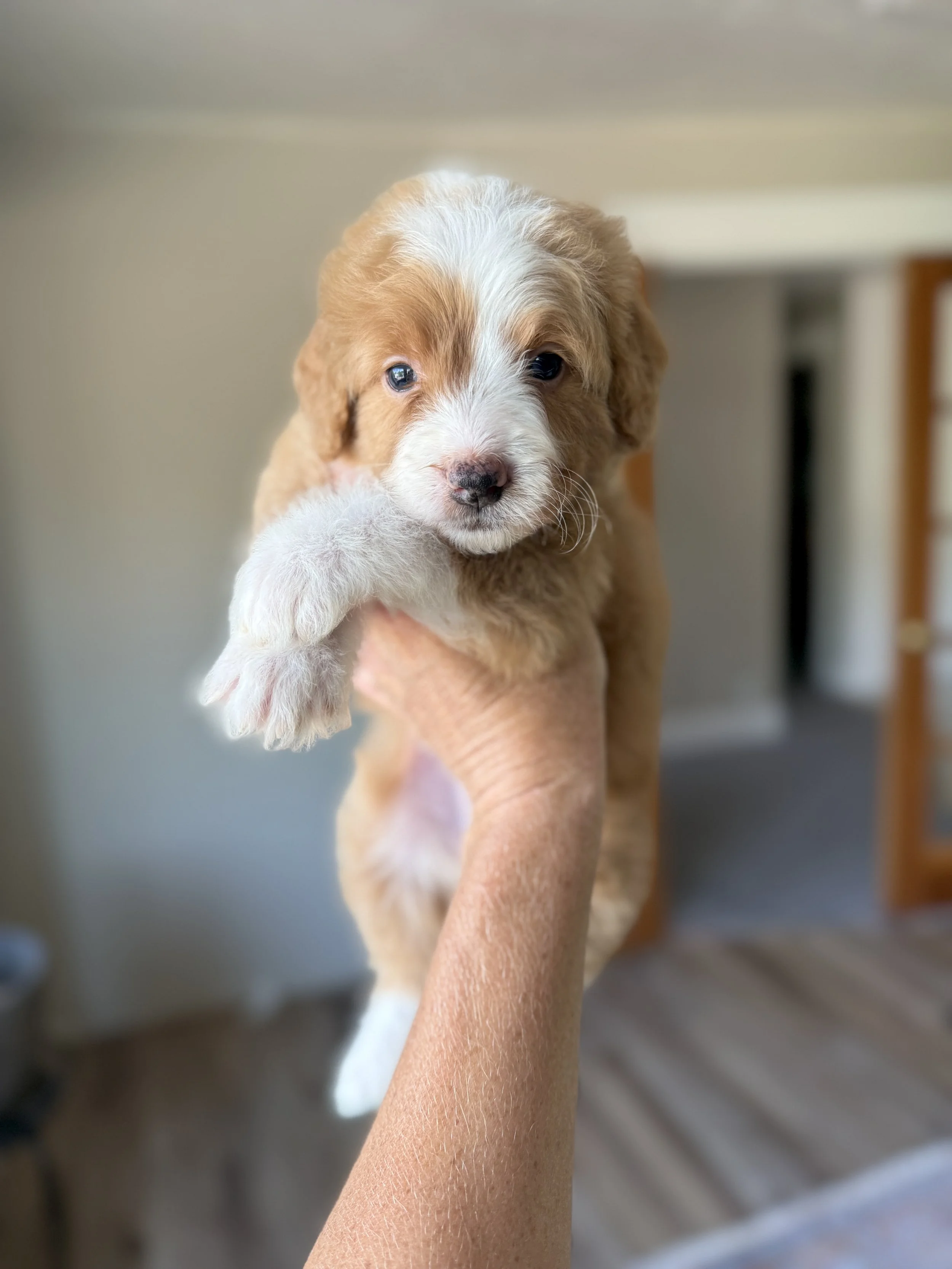 red and white tuxedo bernedoodle mini