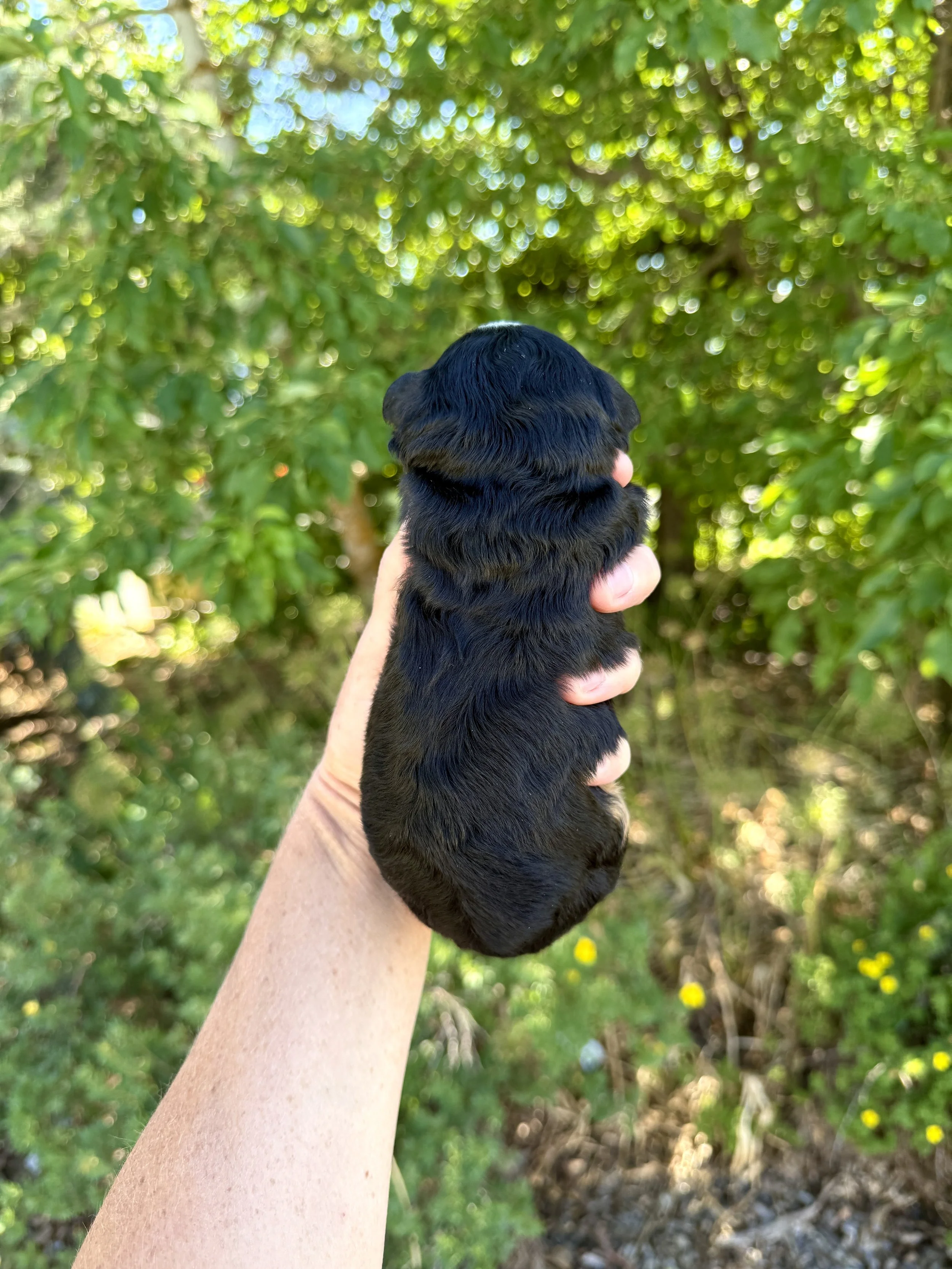 mini tri colored bernedoodle
