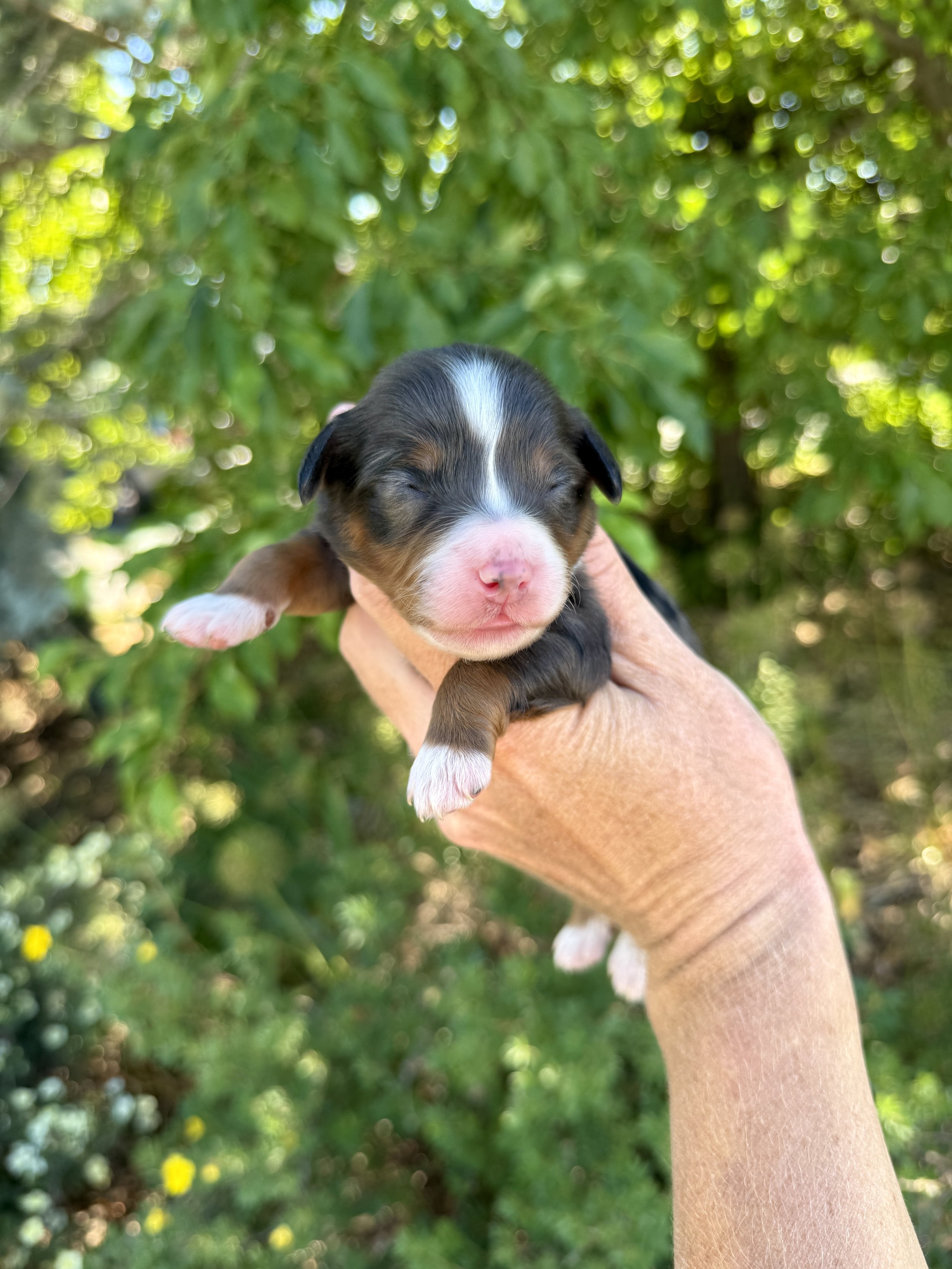 mini tri colored merle bernedoodle