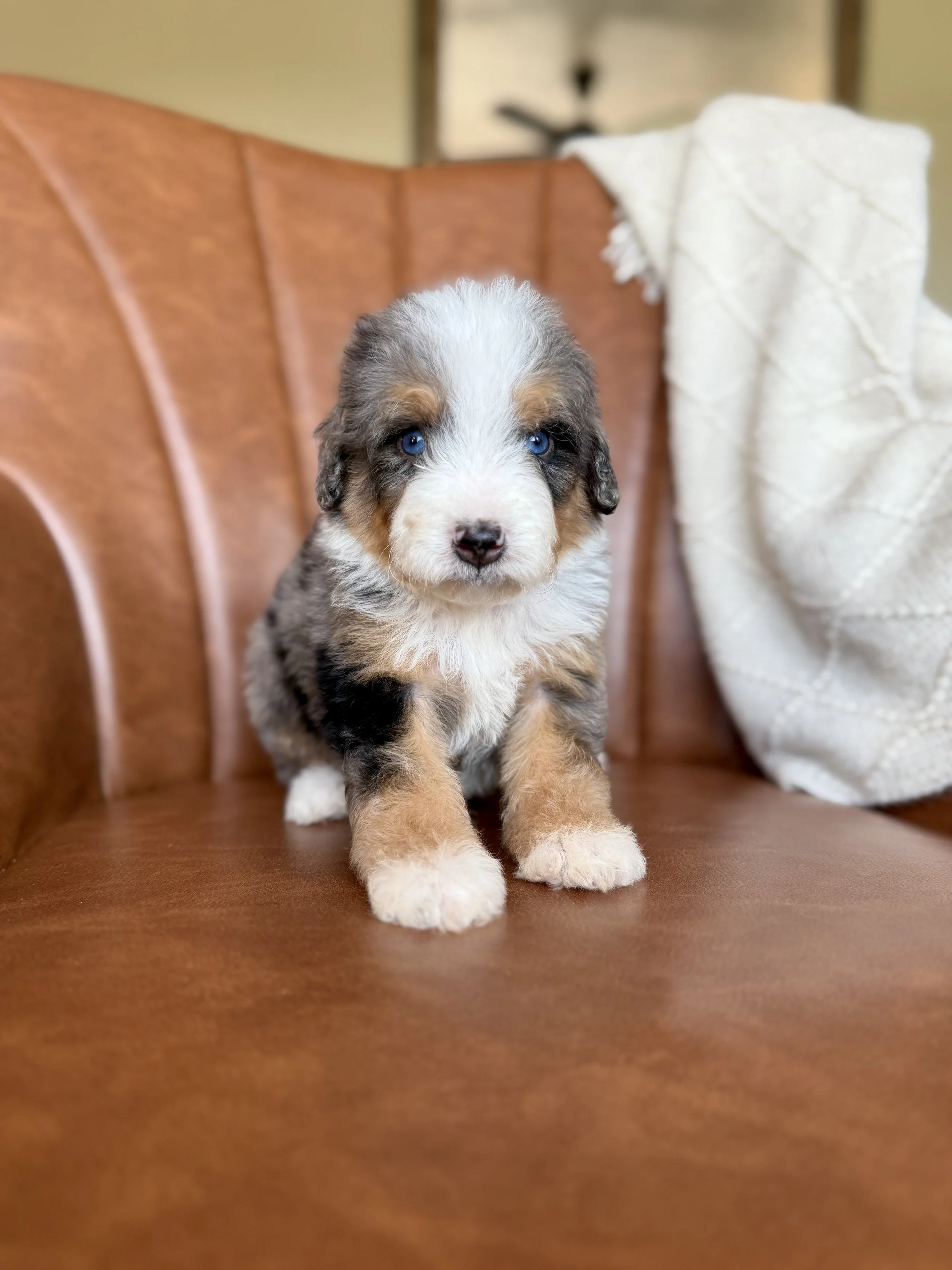 mini merle tri colored bernedoodle