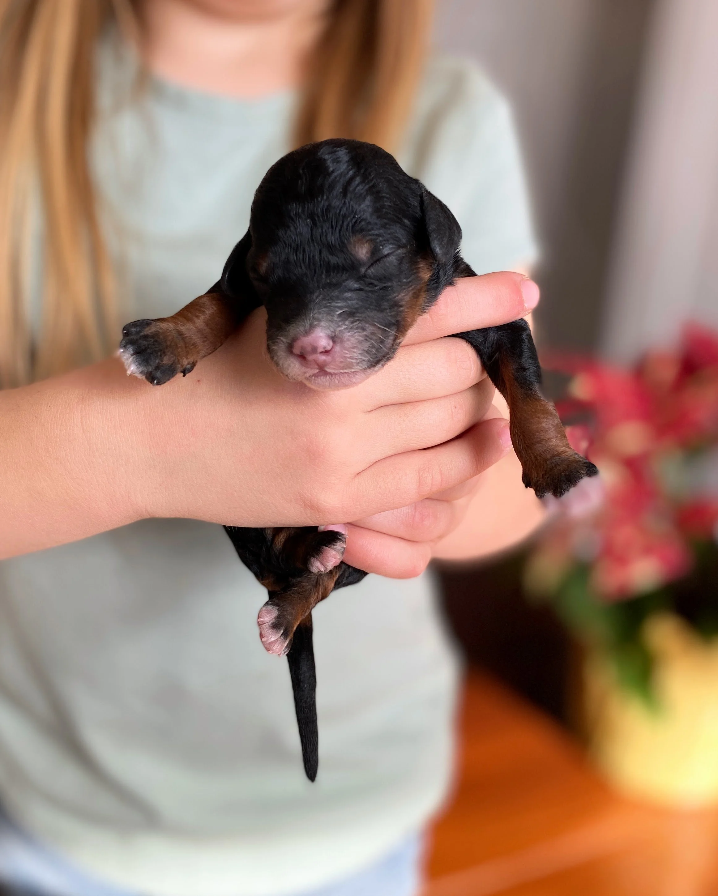 mini phantom bernedoodle