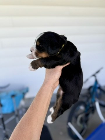 bernese mountain dog