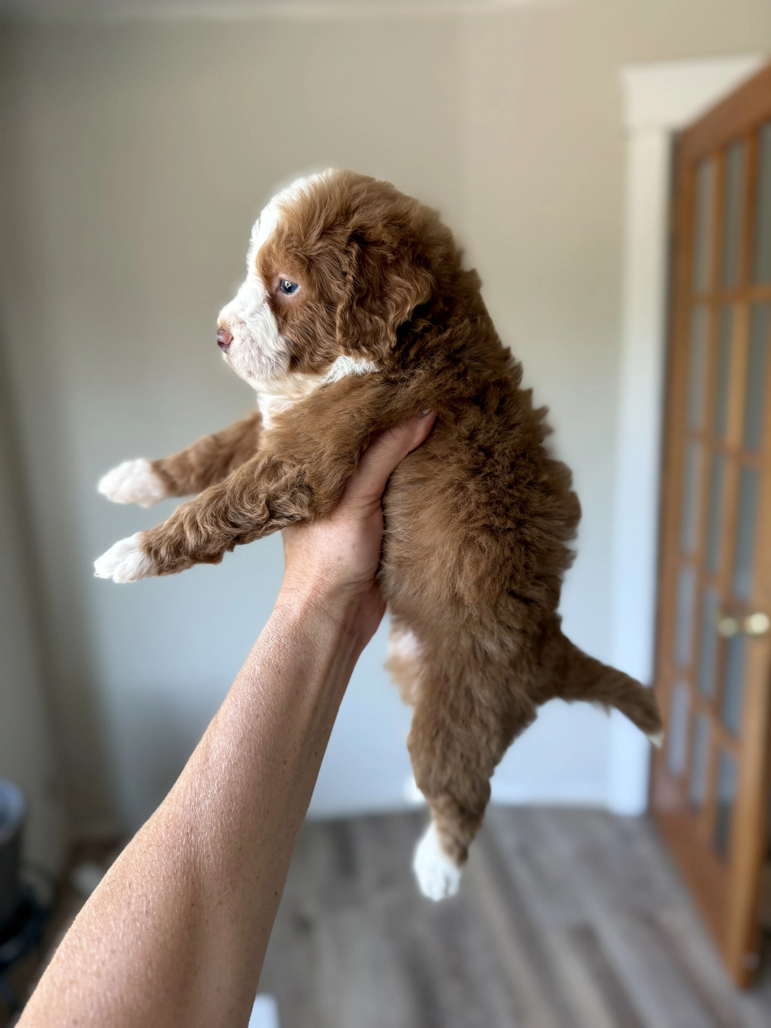 mini red and white tuxedo bernedoodle