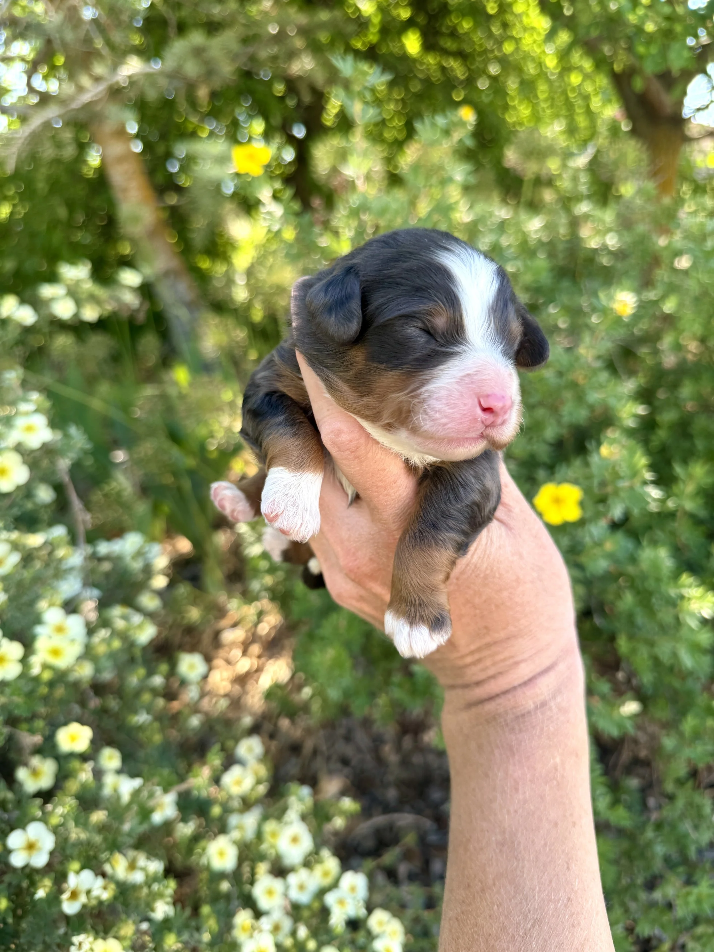 mini merle tri colored bernedoodle