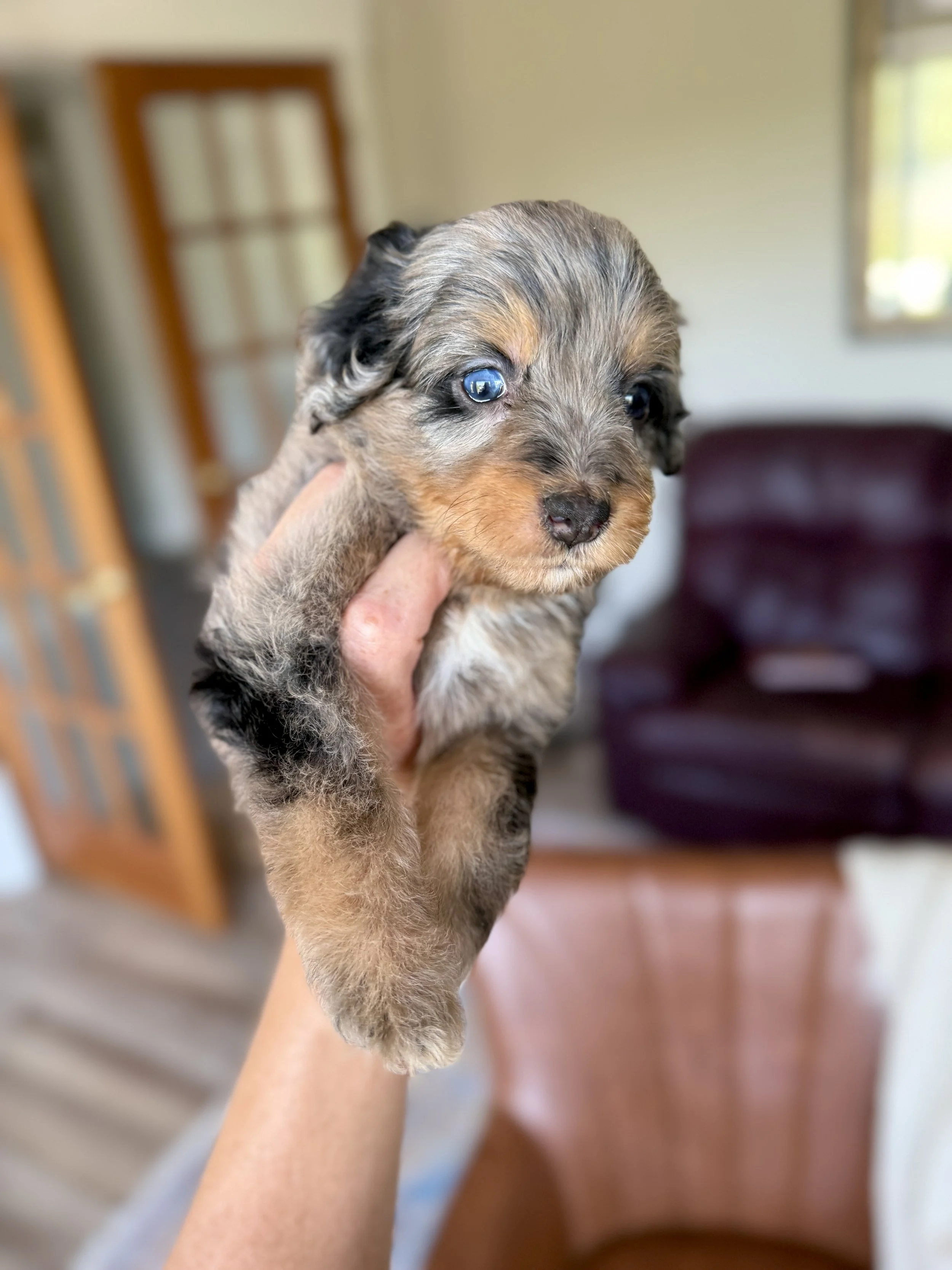 mini bernedoodle merle phantom