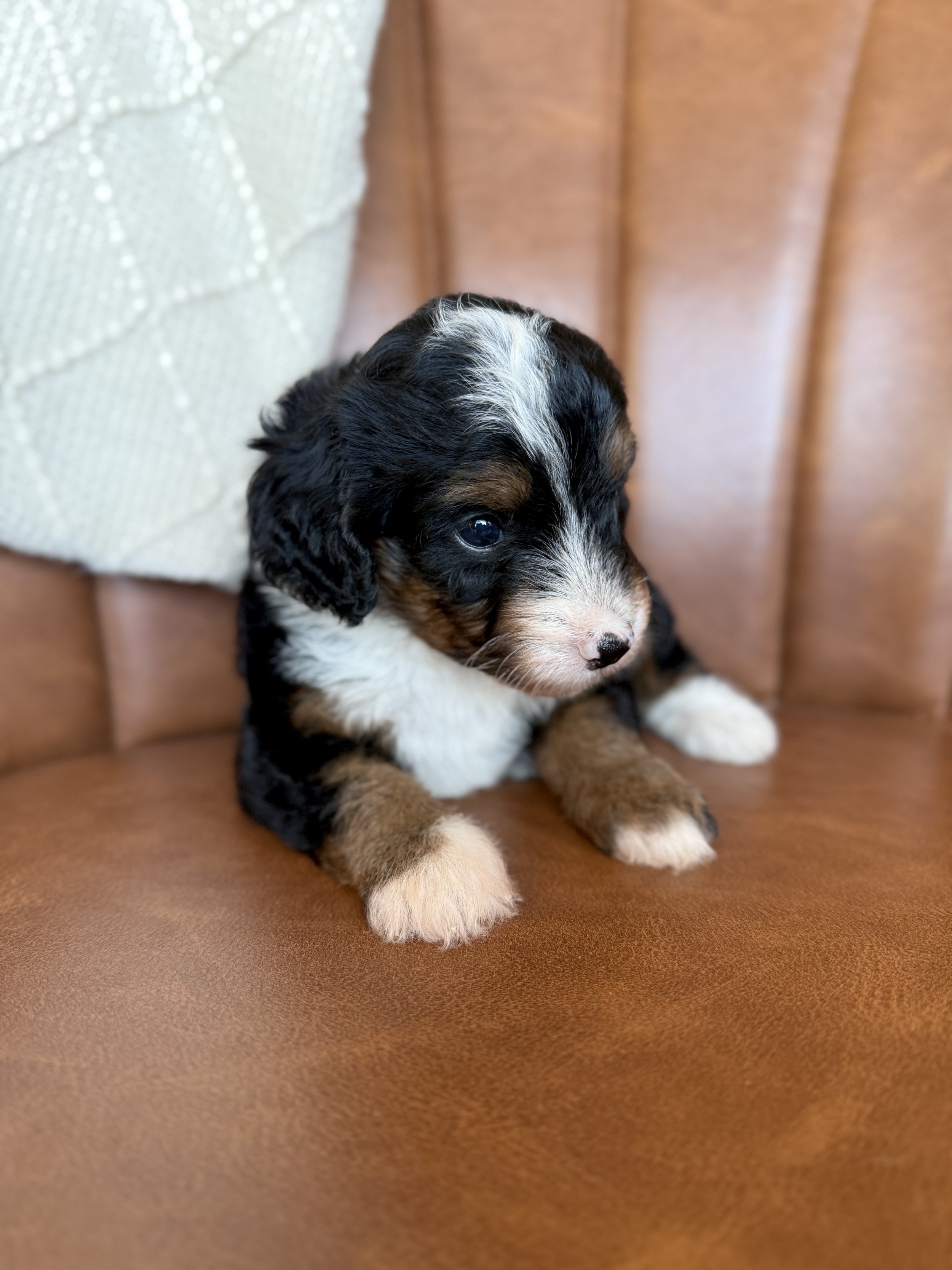 mini tri colored bernedoodle