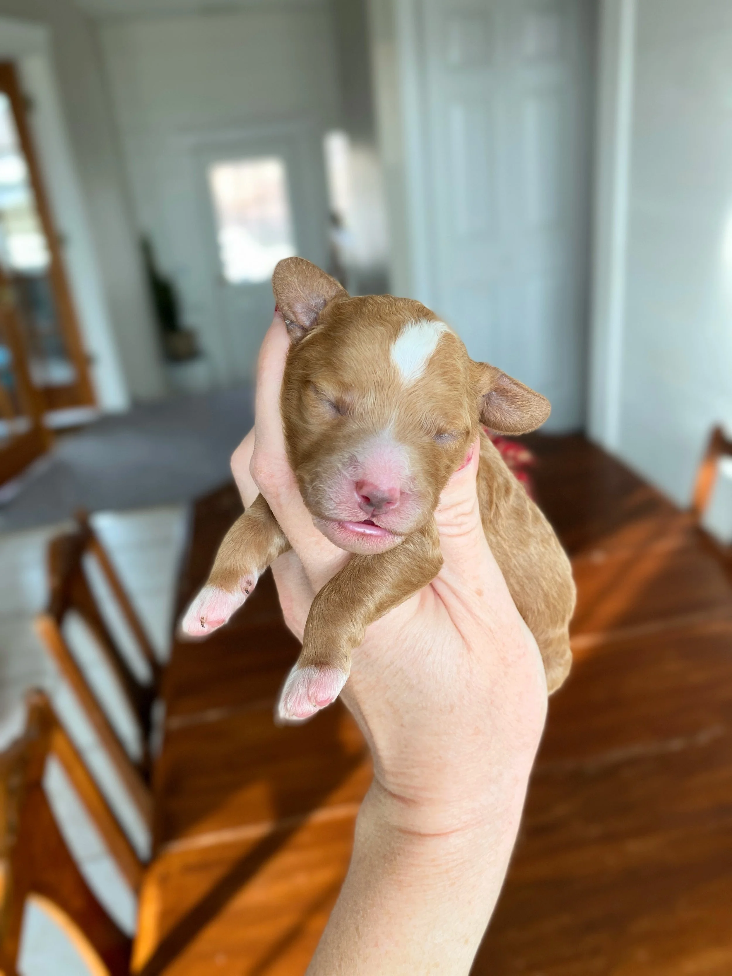 mini red and white abstract bernedoodle