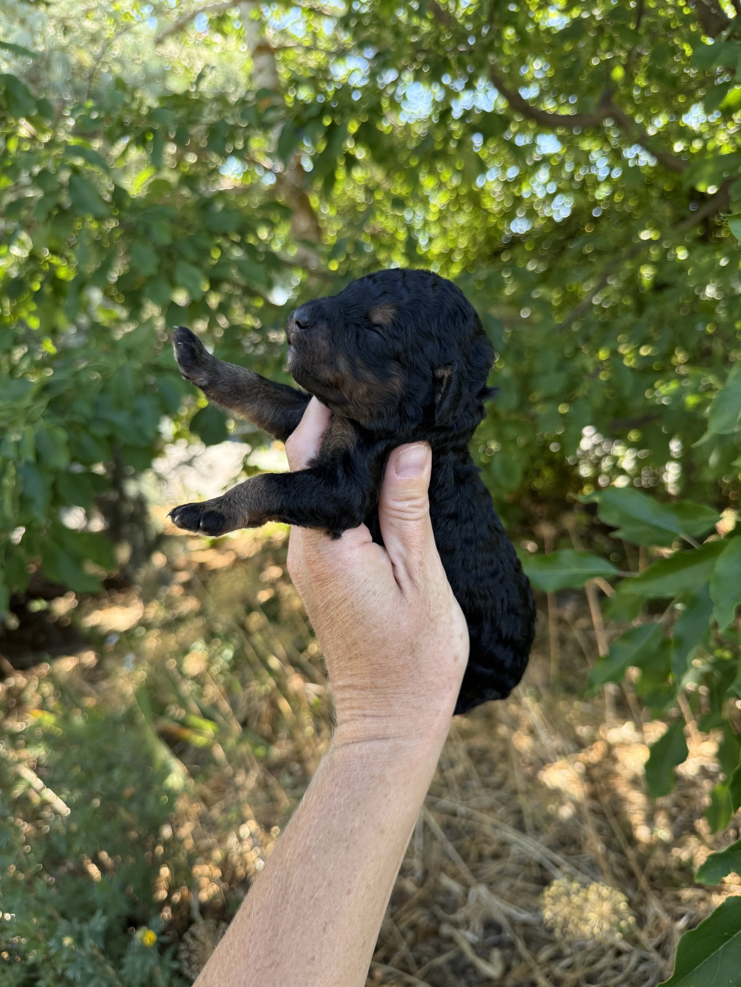 black phantom mini bernedoodle