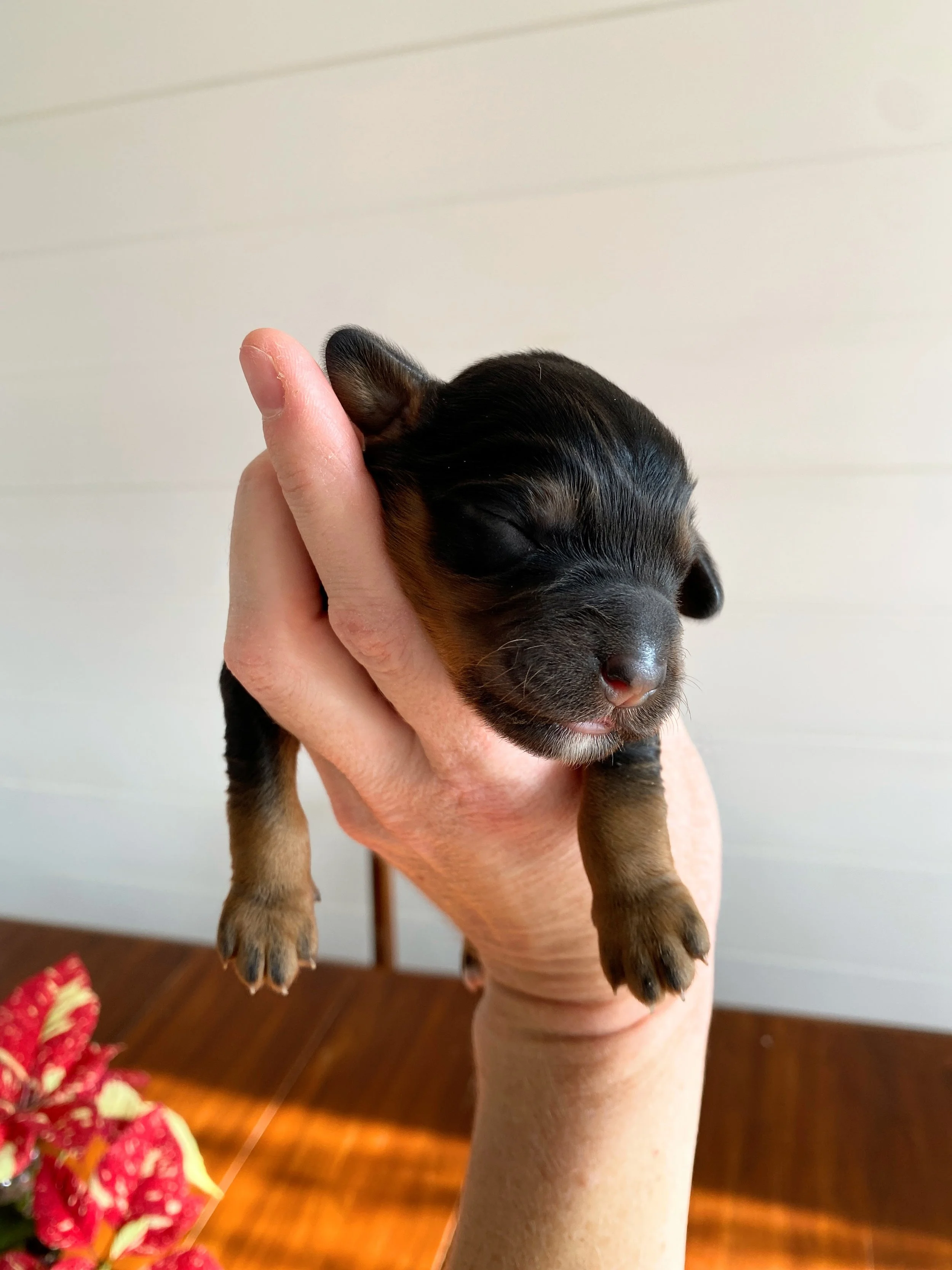 mini phantom bernedoodle