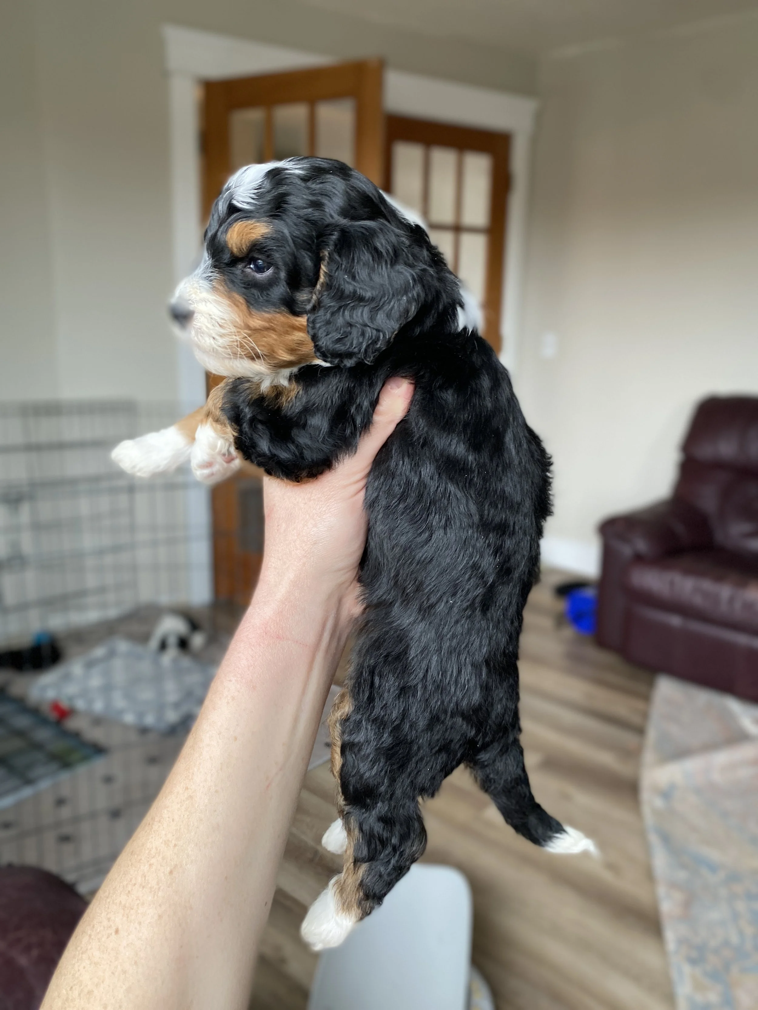 tri colored mini bernedoodle