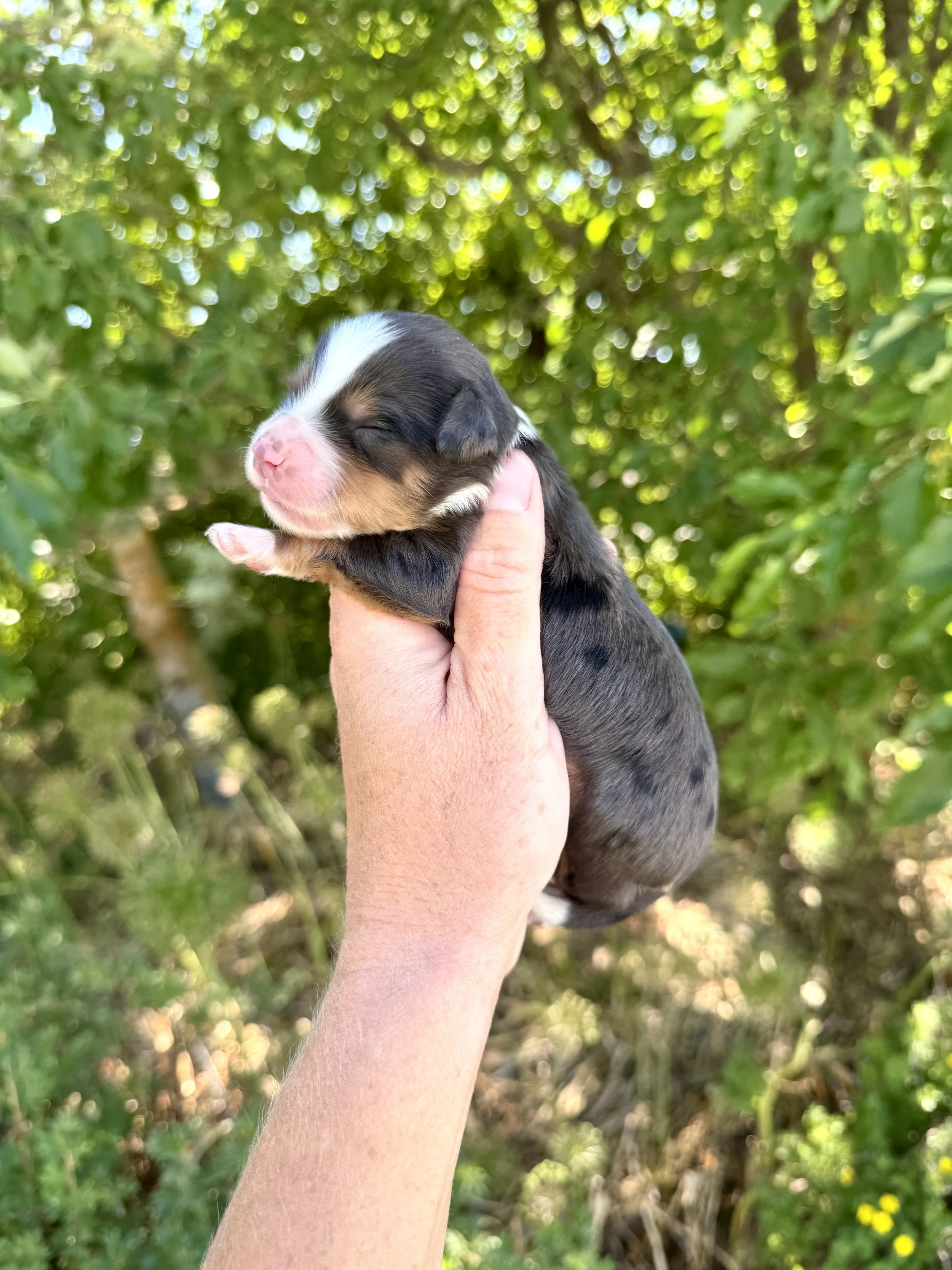 merle tri colored mini bernedoodle