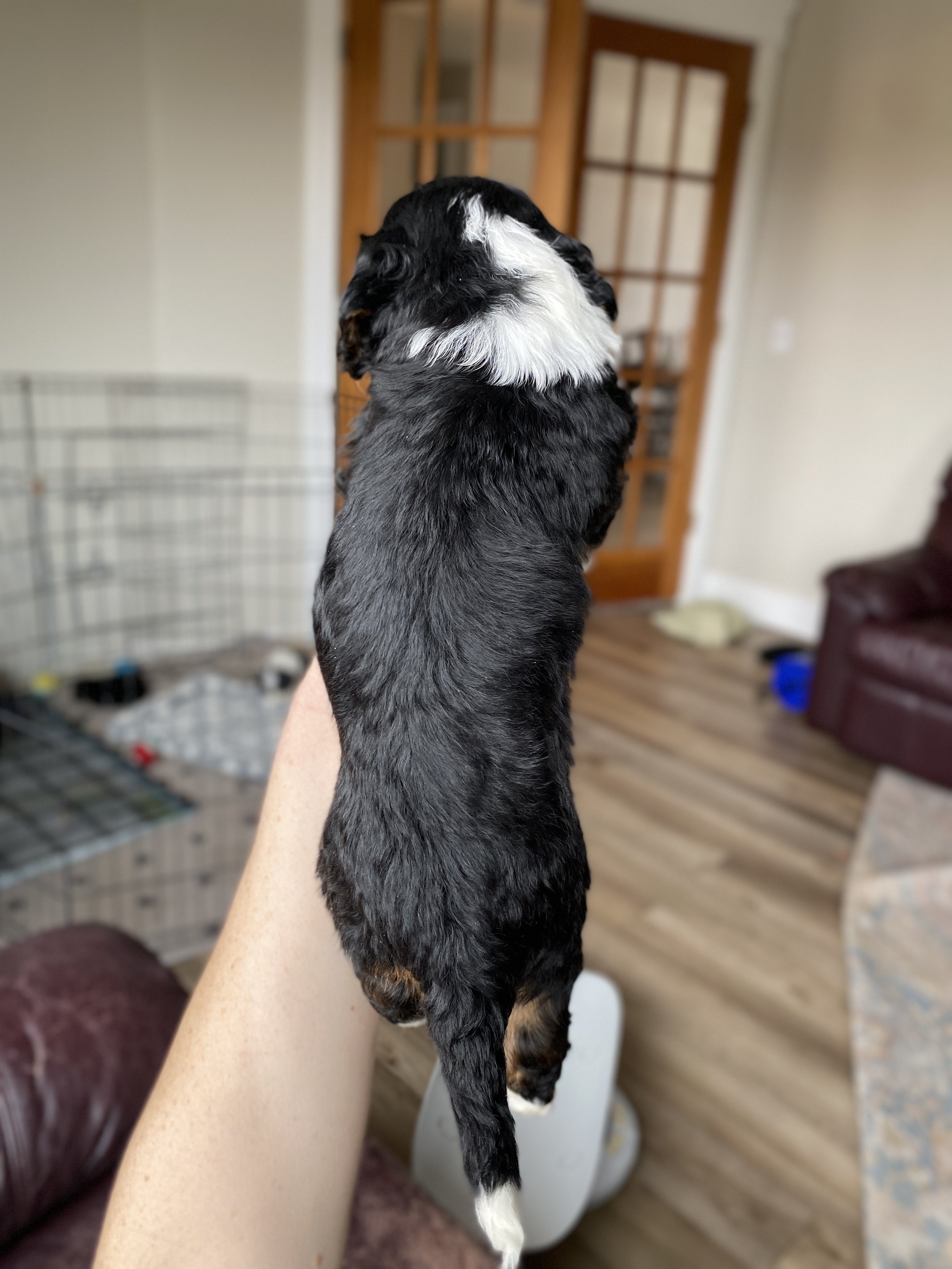 tri colored mini bernedoodle