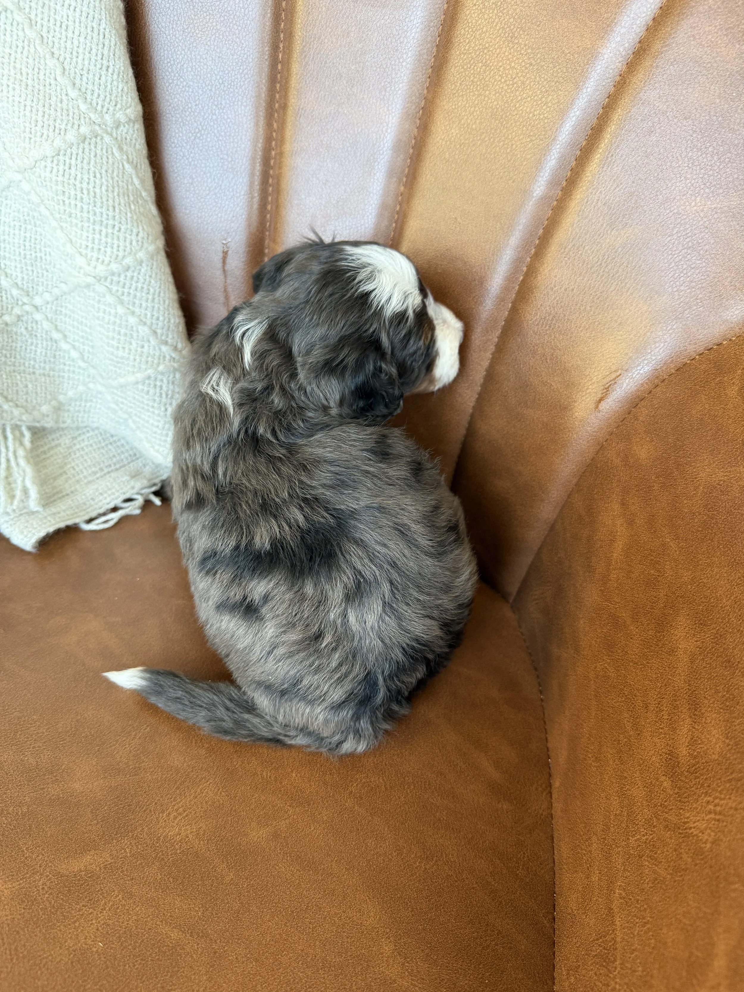 mini tri colored merle bernedoodle