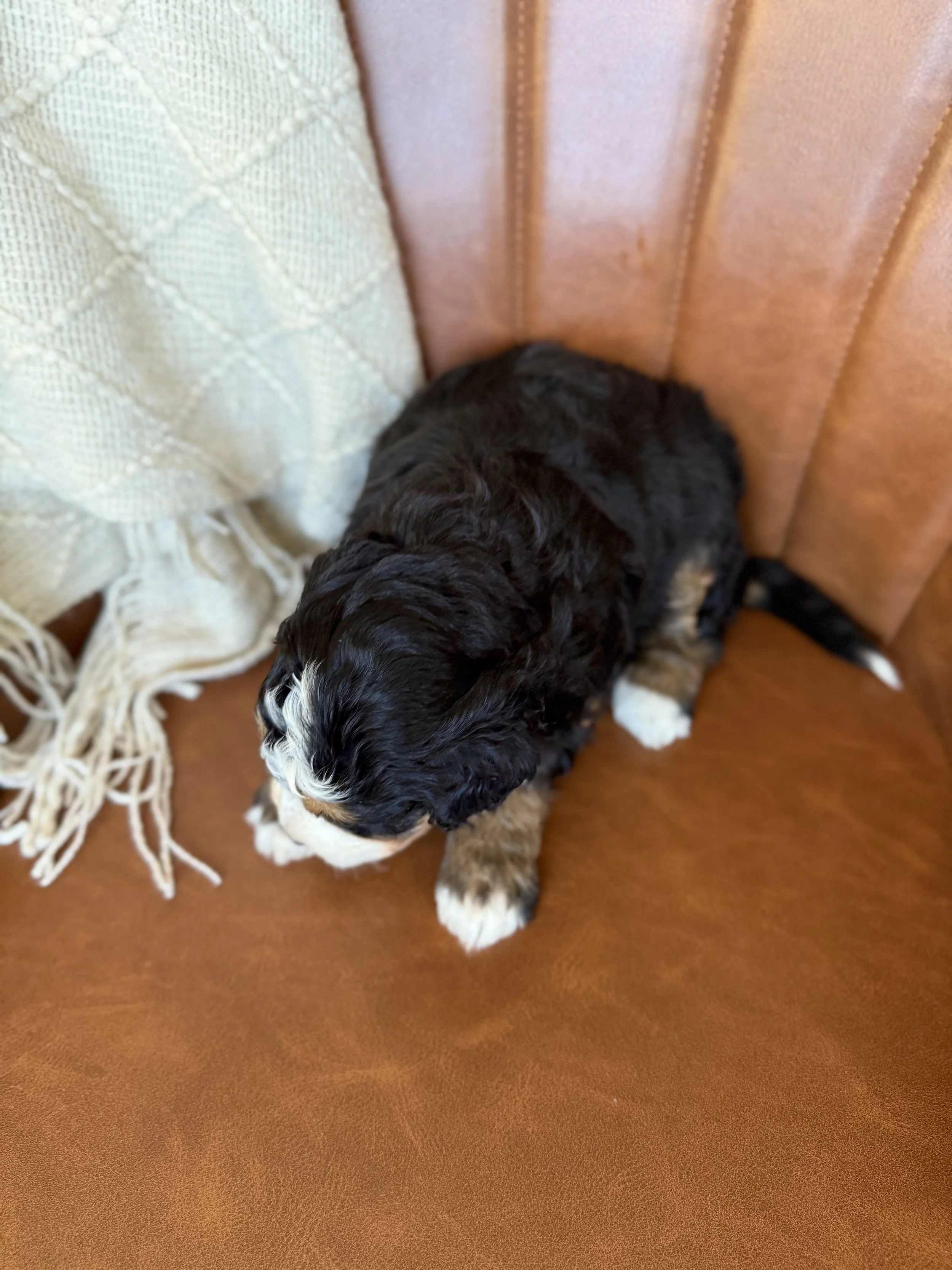 tri colored mini bernedoodle